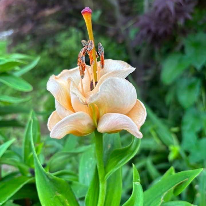 Rose gardening | My Oso Easy Peasy Rose had RRD, I removed that plant ...