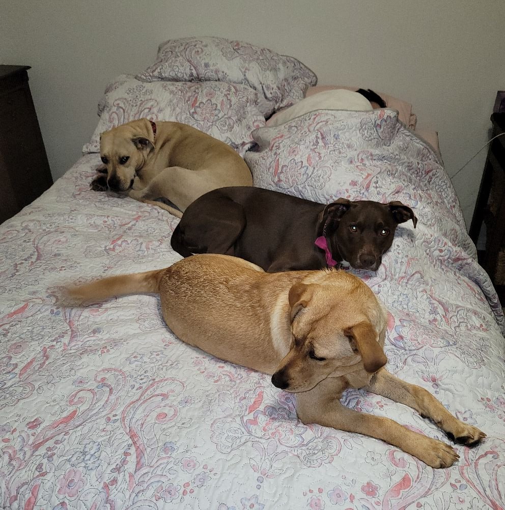 Colonial Capital Humane Society | Volunteers needed for a dog adoption ...