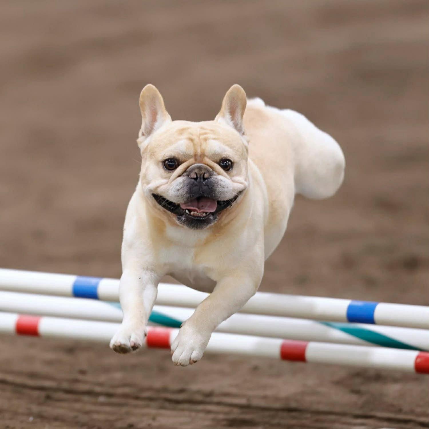 Before the agility….Mojo hangin…. #ackfrenchbulldog #frenchbulldog ...