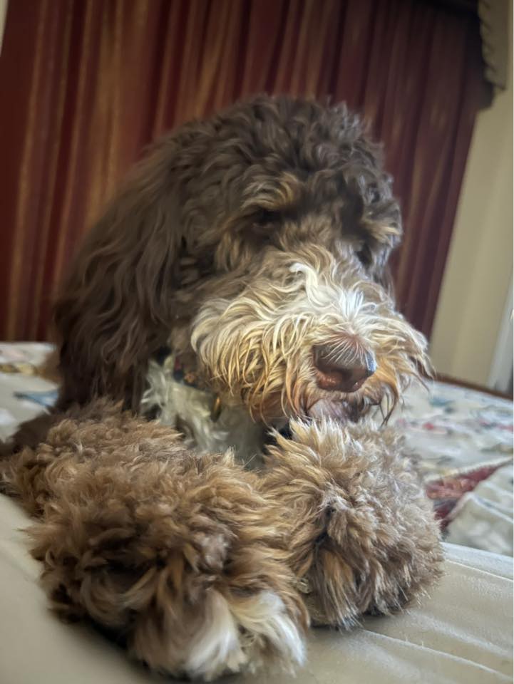 My doodle thinks his a bunny sometimes | Facebook