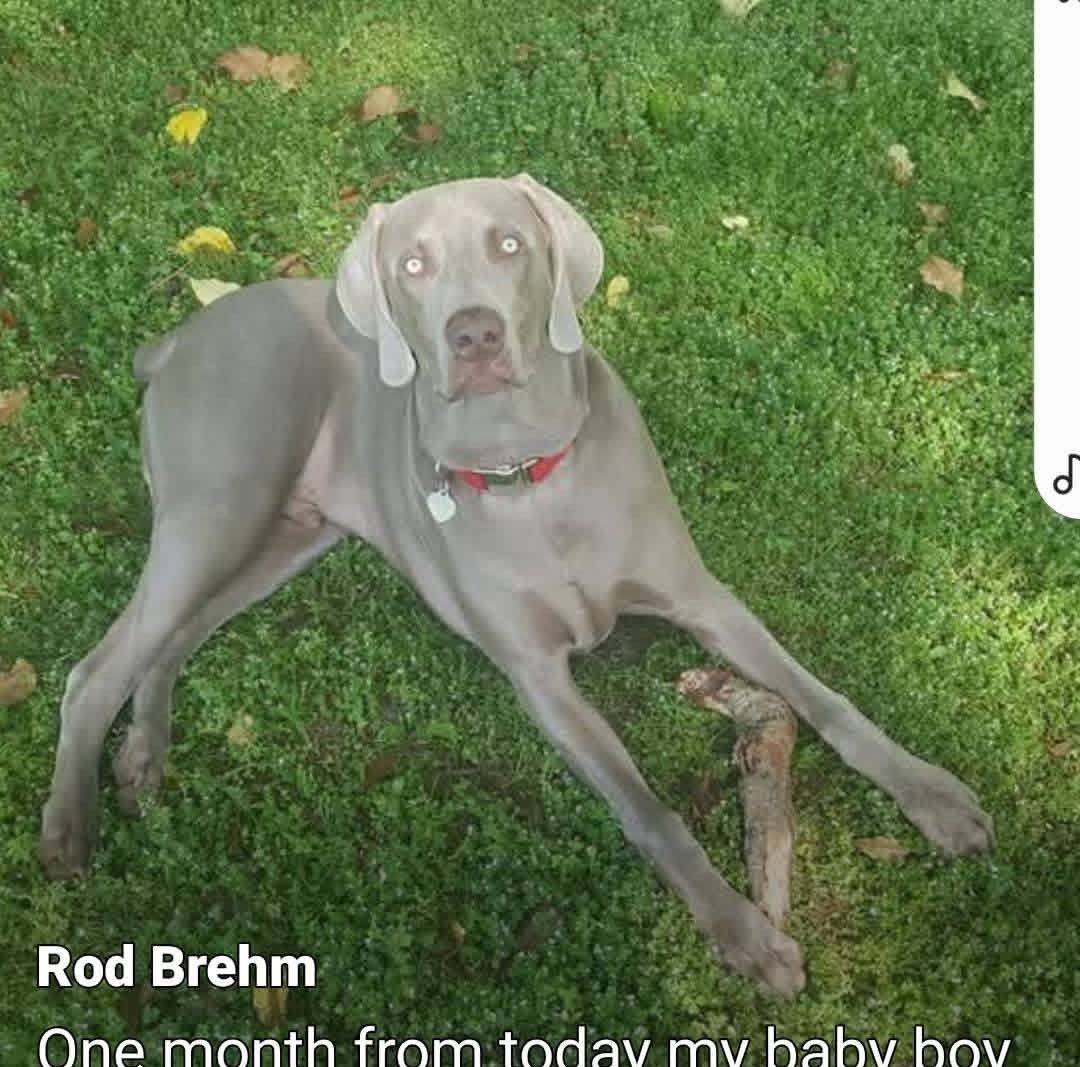 Rod Brehm
