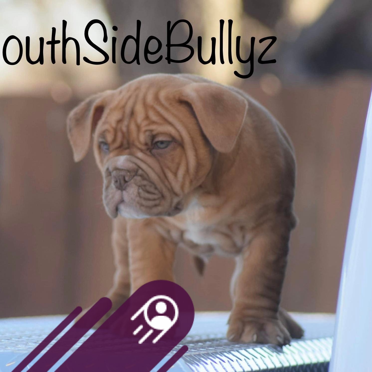 Marikina American Bully | FEMALE BLUE TRICO MERLE #FATBOYBAPEBLOOD ...