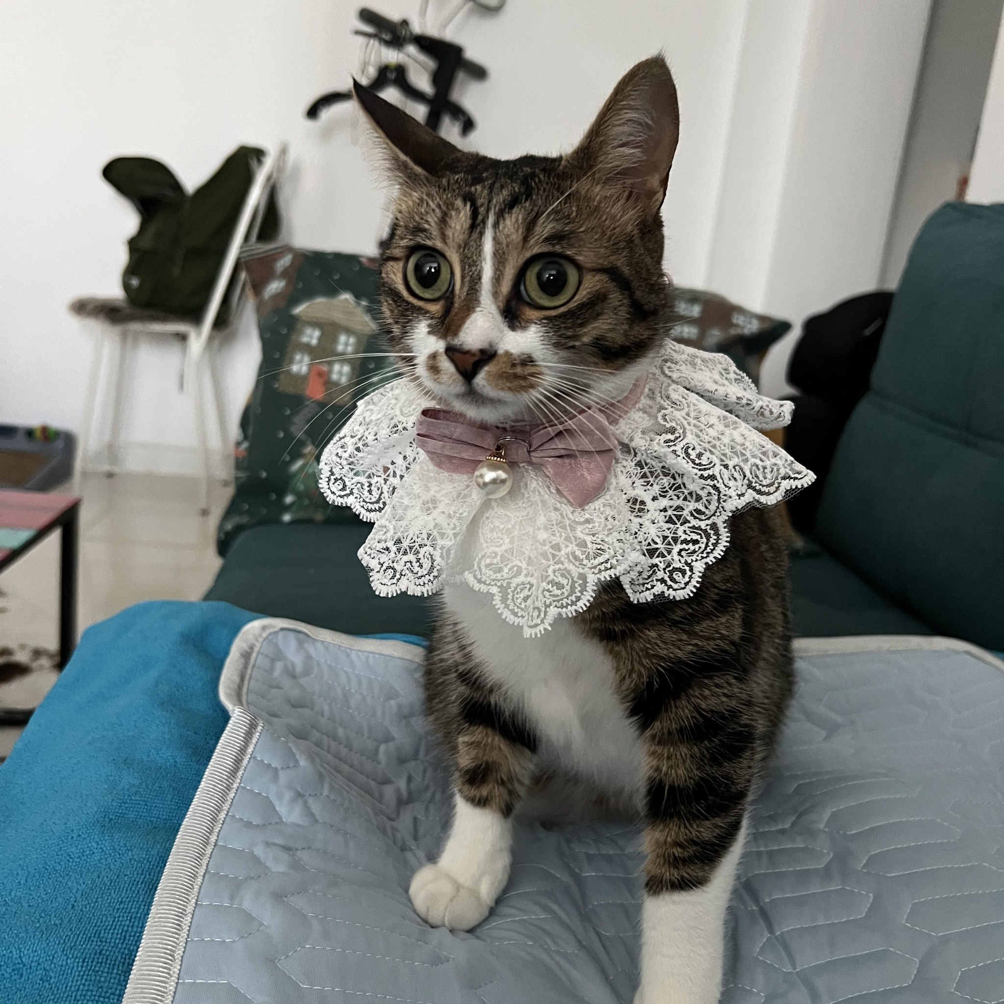 CATLINK Global Cats Club | # **CATLINK Scooper Open-X: Important Update ...