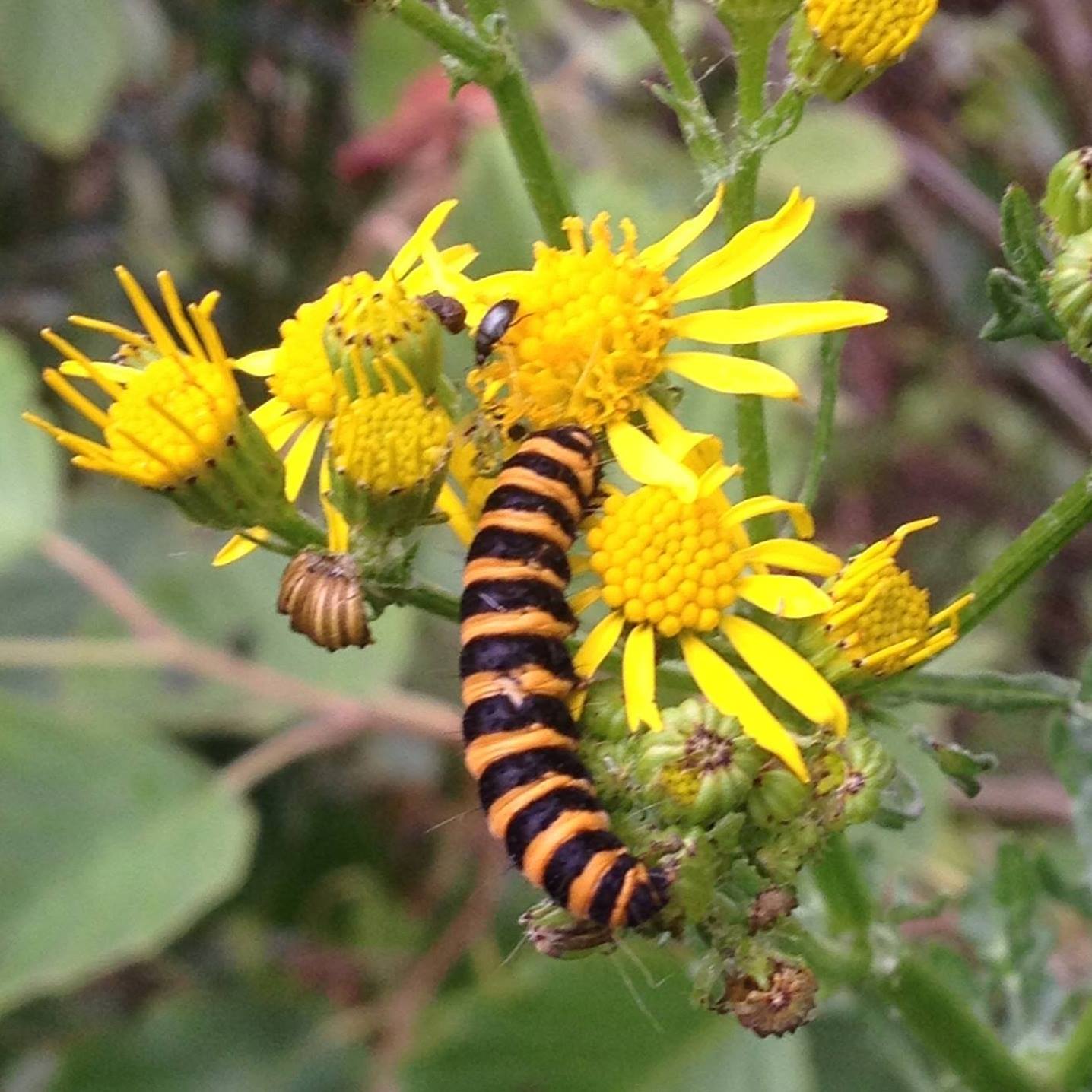 UK Wild food larder | Not strictly foraging, but I came across these ...