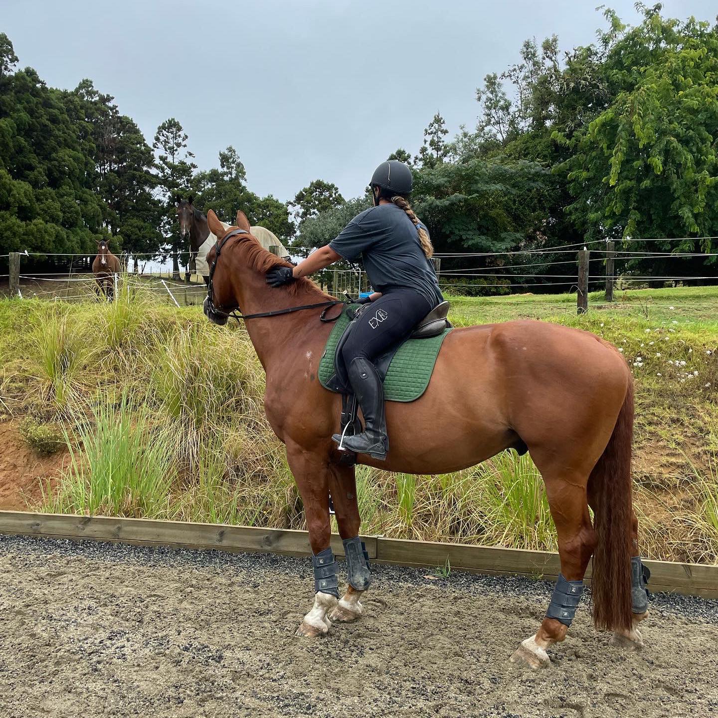 Waimauku and Muriwai 100% | Looking for recommendations for a local ...