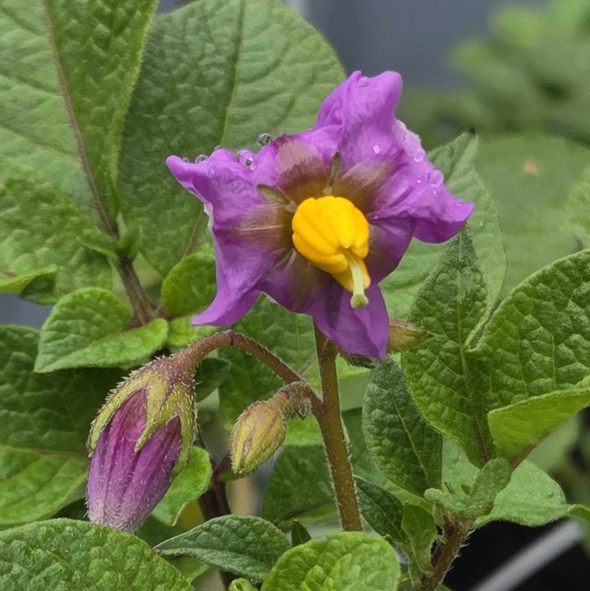 Raised Bed Gardening | Does growing in big pots qualify as raised bed ...