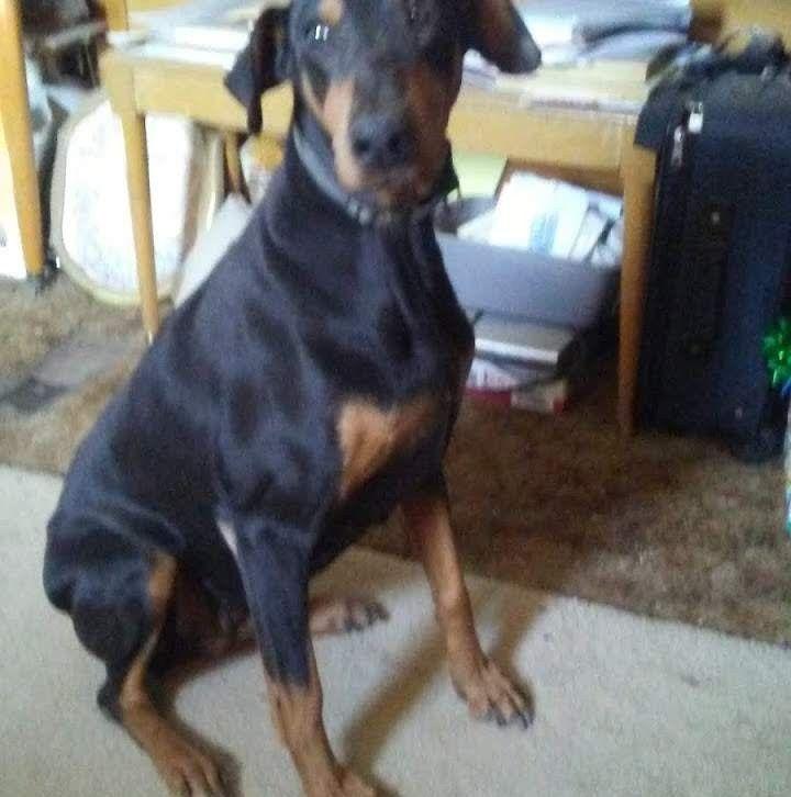 Free Doberman Puppies Ready For New Homes | What is the name of your ...