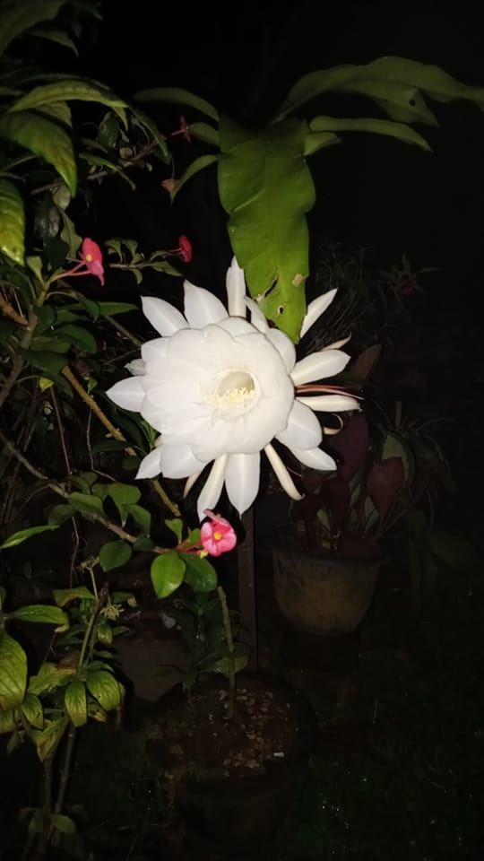 Vijitha Ranaweera