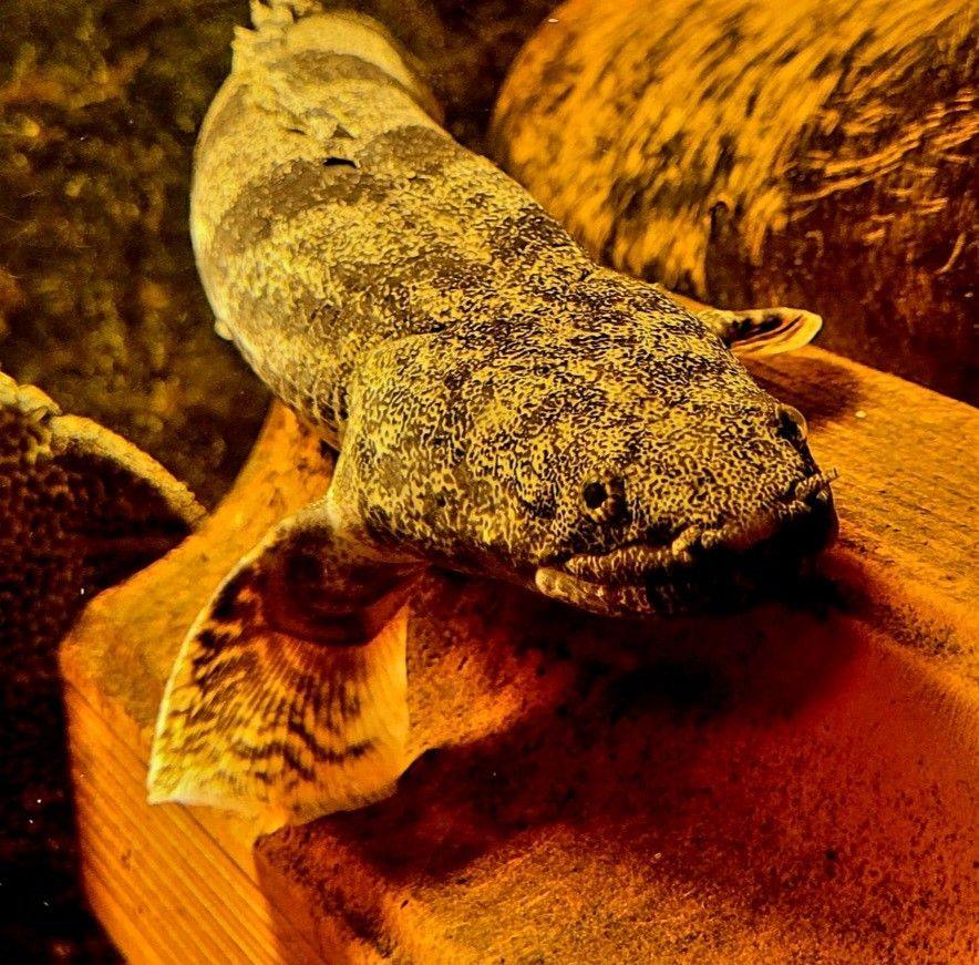 A diamond in the rough-age 🍃 (Diamond Python - Non Venomous) This ...