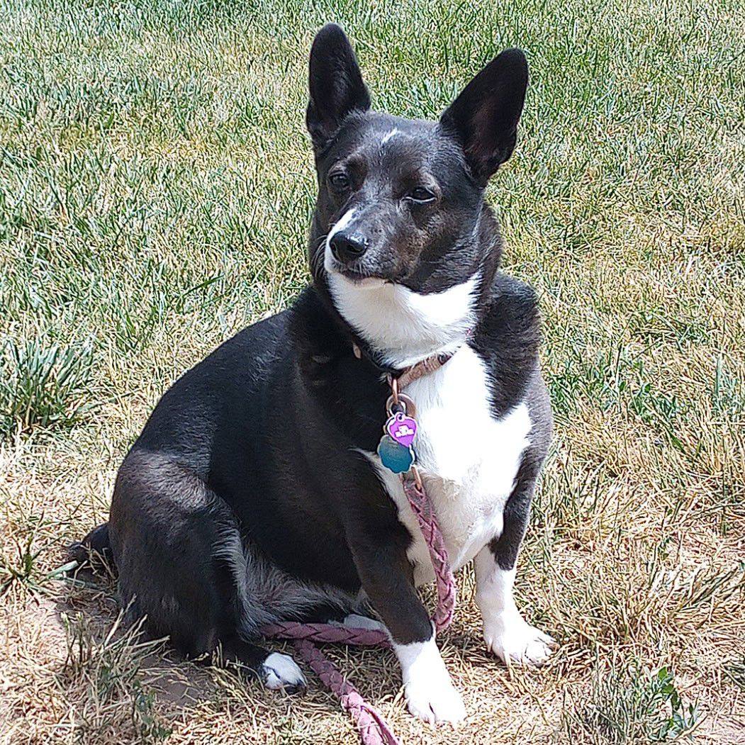 Corgi Friends | Anybody else's corgi a picky eater | Facebook