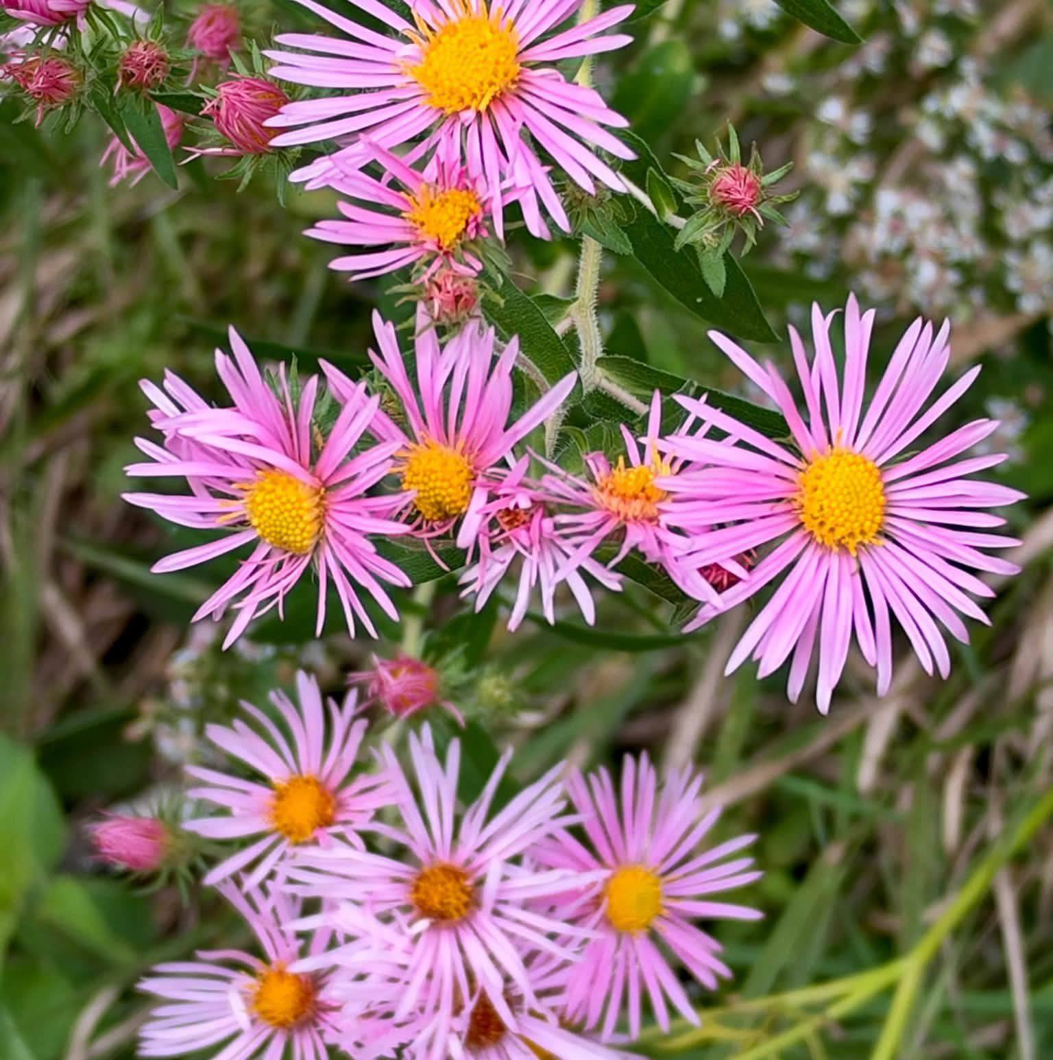 Wisconsin Wildflowers | I have seen a few posts of White Snakeroot on ...