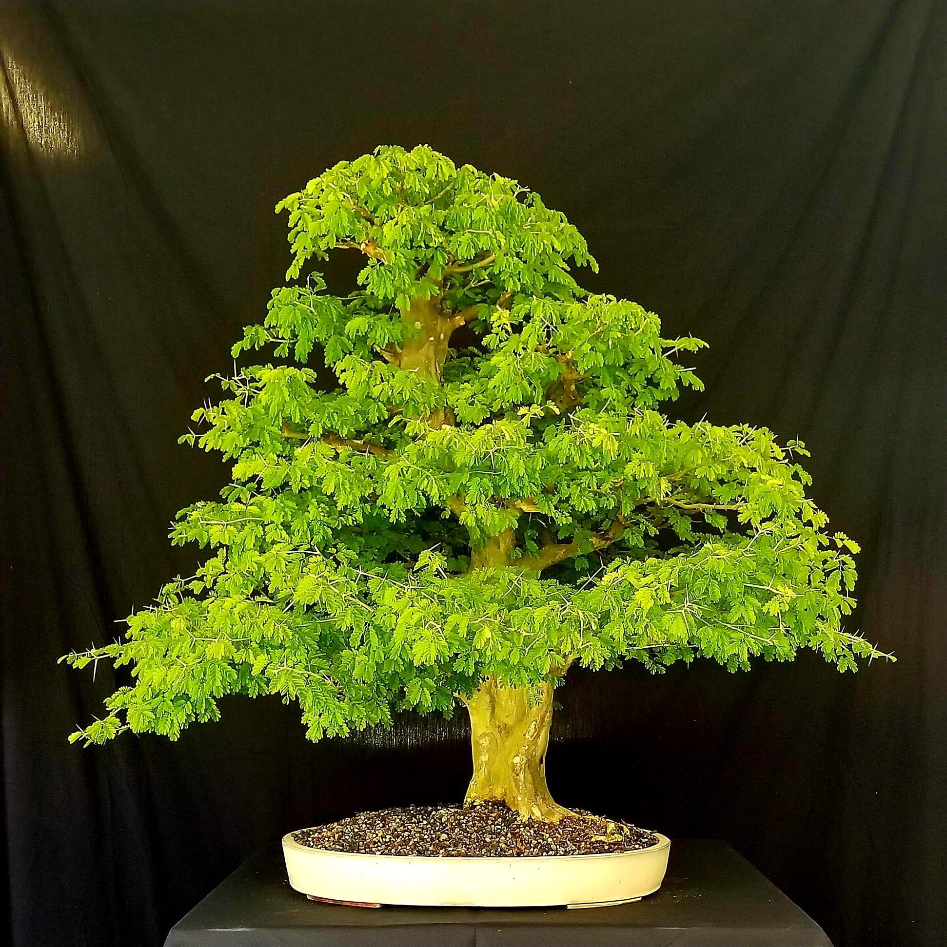 Bonsai Beginners | I hope this okay to post on here | Facebook