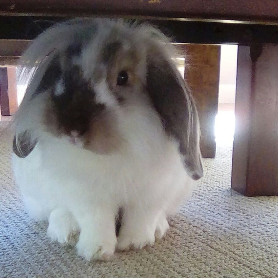 House Rabbit Society | I'm curious to see everyone's setups for two ...