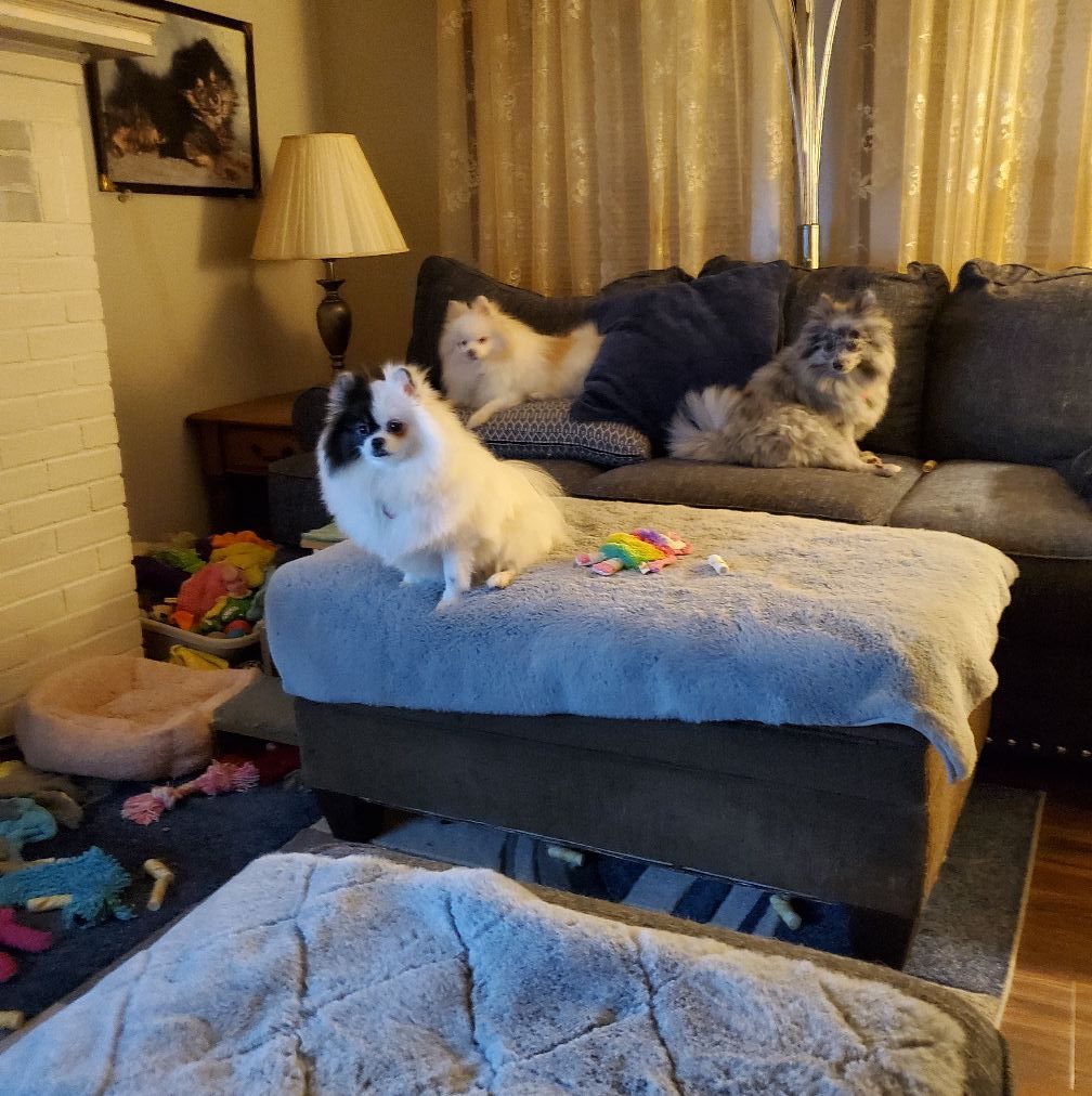 WOLF LOVERS | Facebook