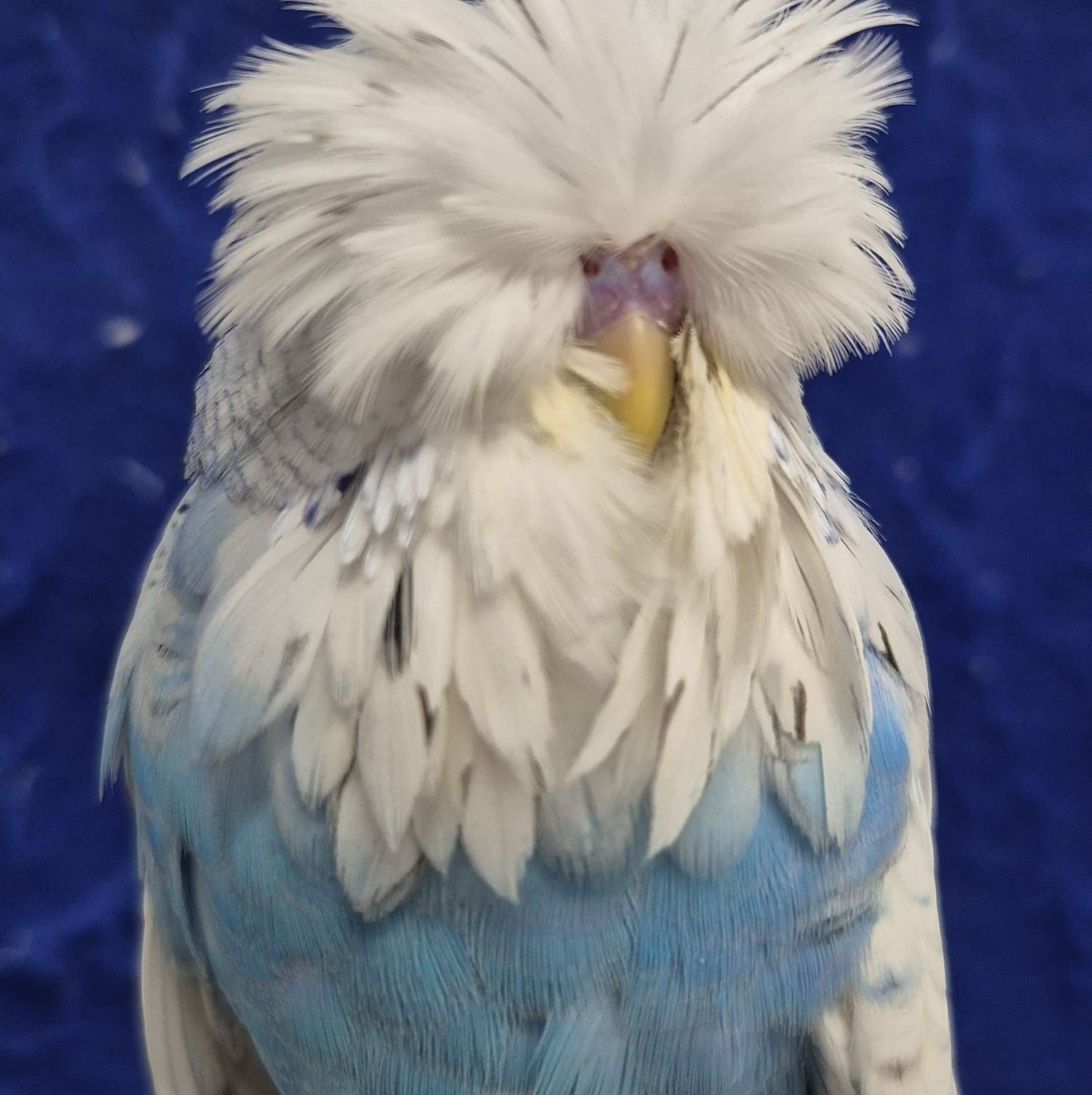 2018 Breeding Season First Baby: 0,1 Violet 1er Pollo de la Temporada ...