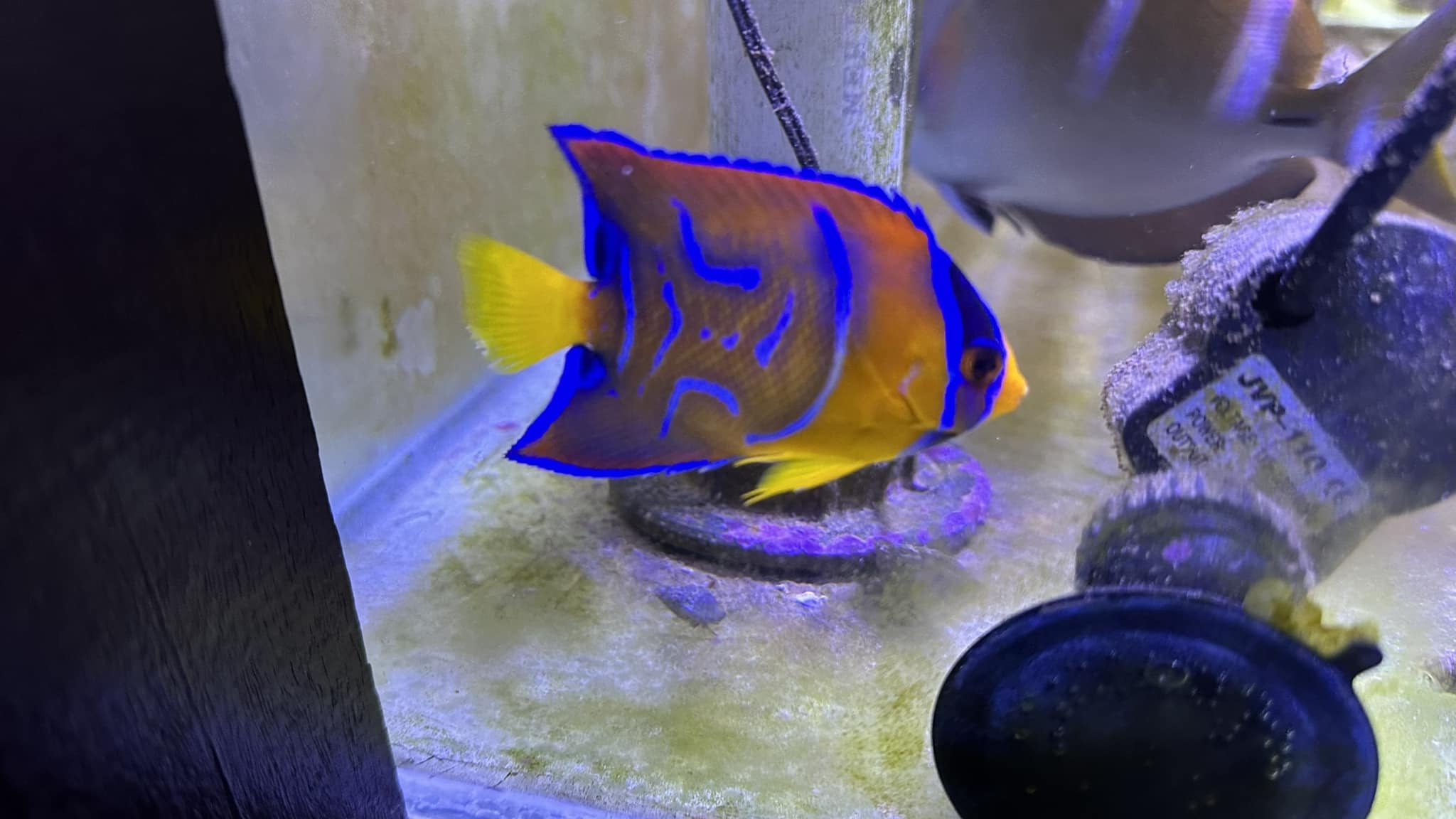 Axe on line fish | Salvador BA