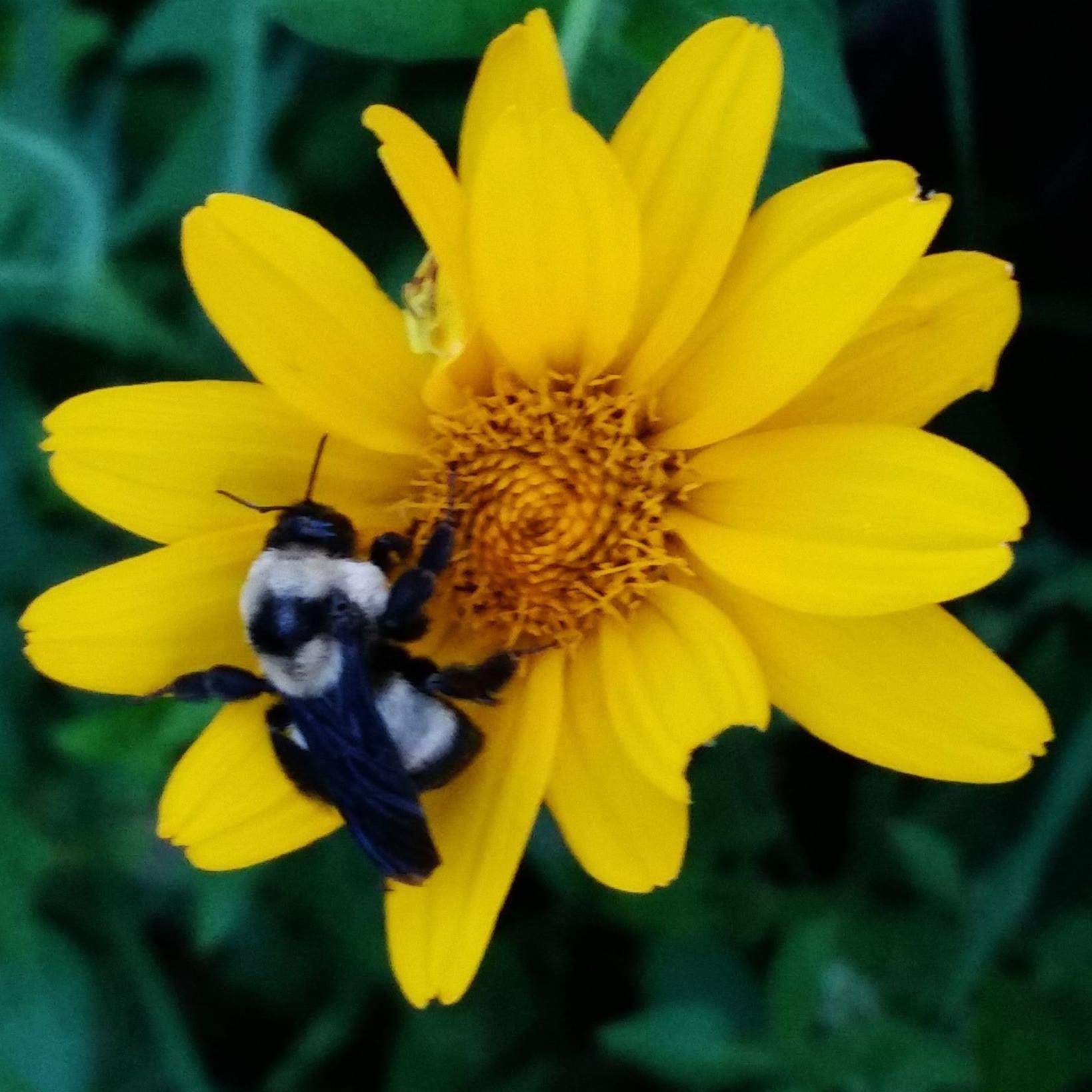 Kansas Native Plant Society | Is this tall boneset | Facebook