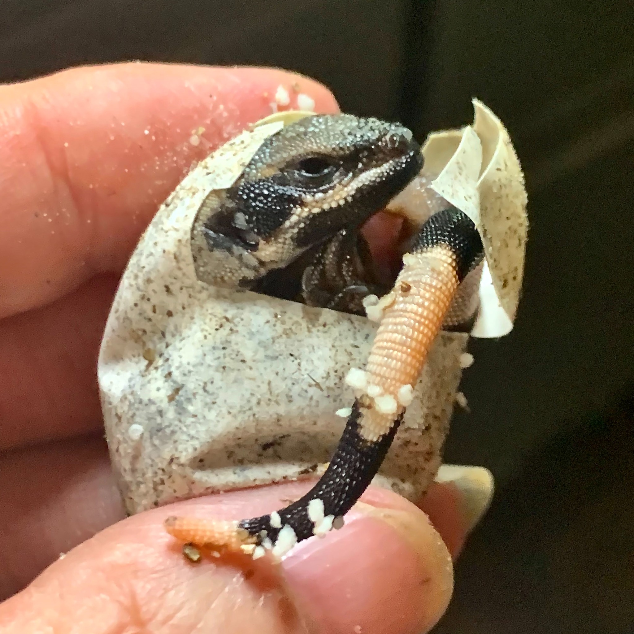 Tree Skink Species Comparison