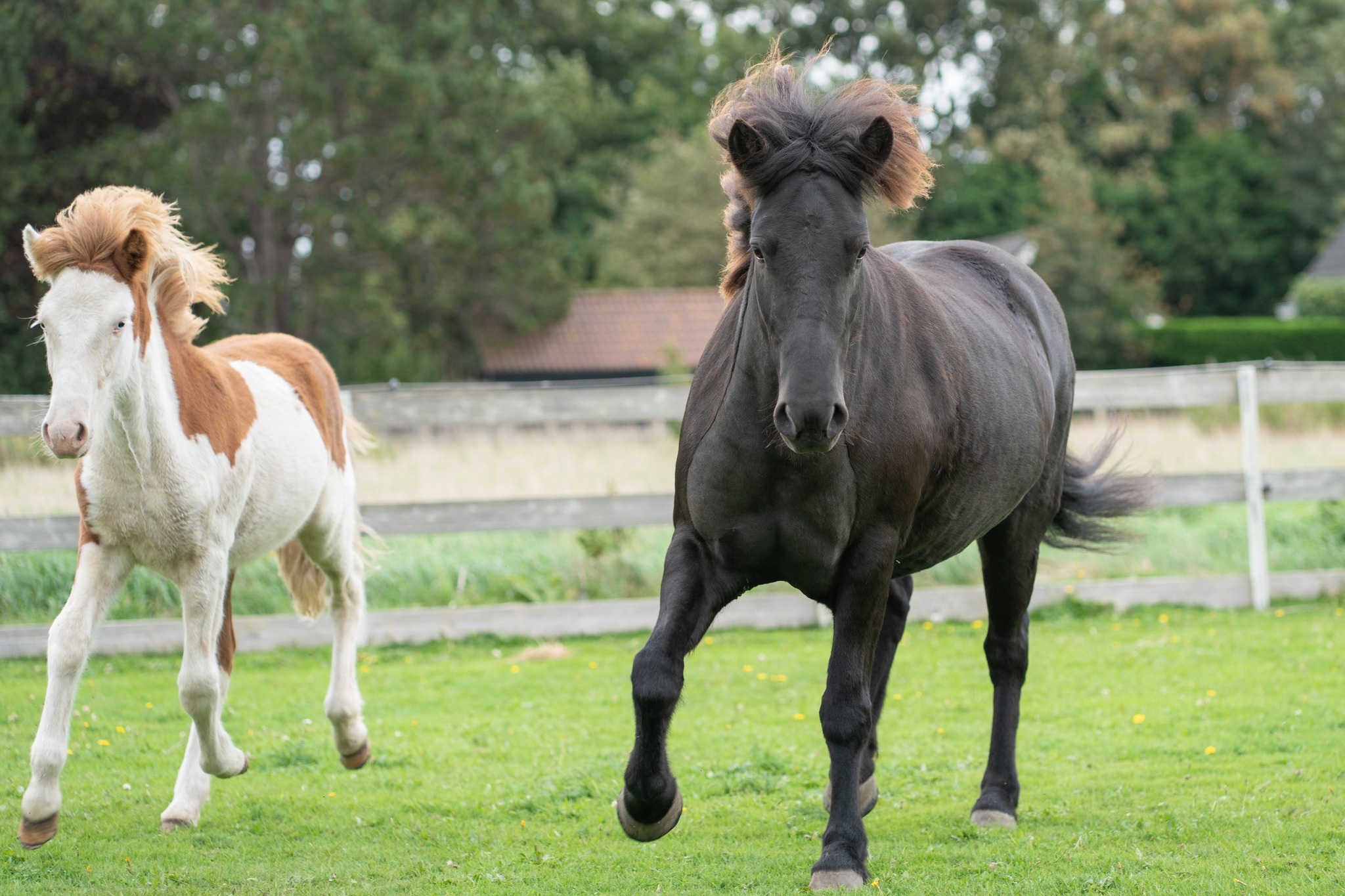 Horse Color Genetics for Dummies | Question: why does AQHA not allow ...
