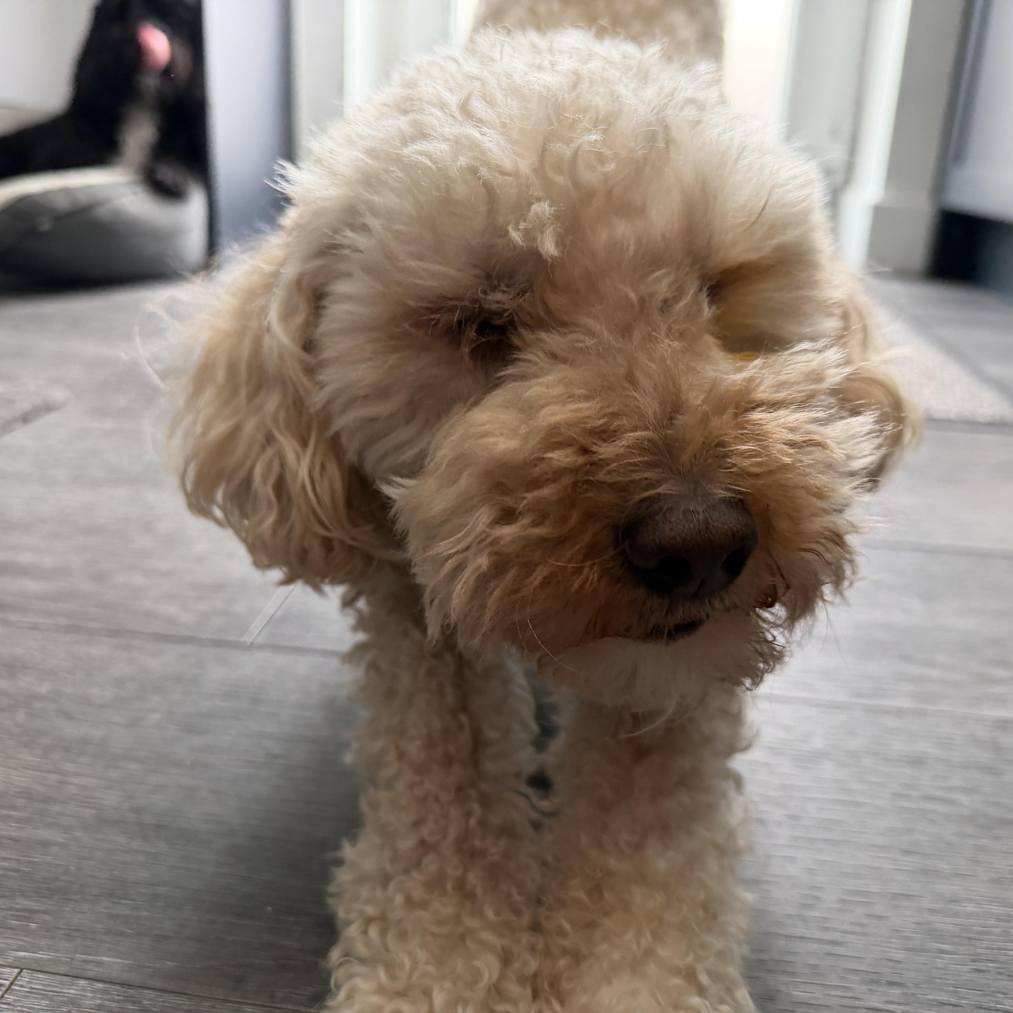 Years Dry Eye Cases and Info | Positive update for my wee fella this ...