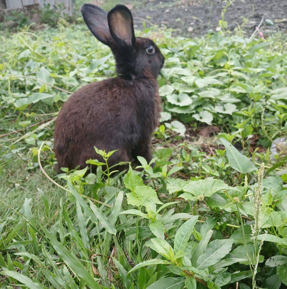 Rabbits Lovers 🐰 | I have a Flemish buck who has yet to successfully ...