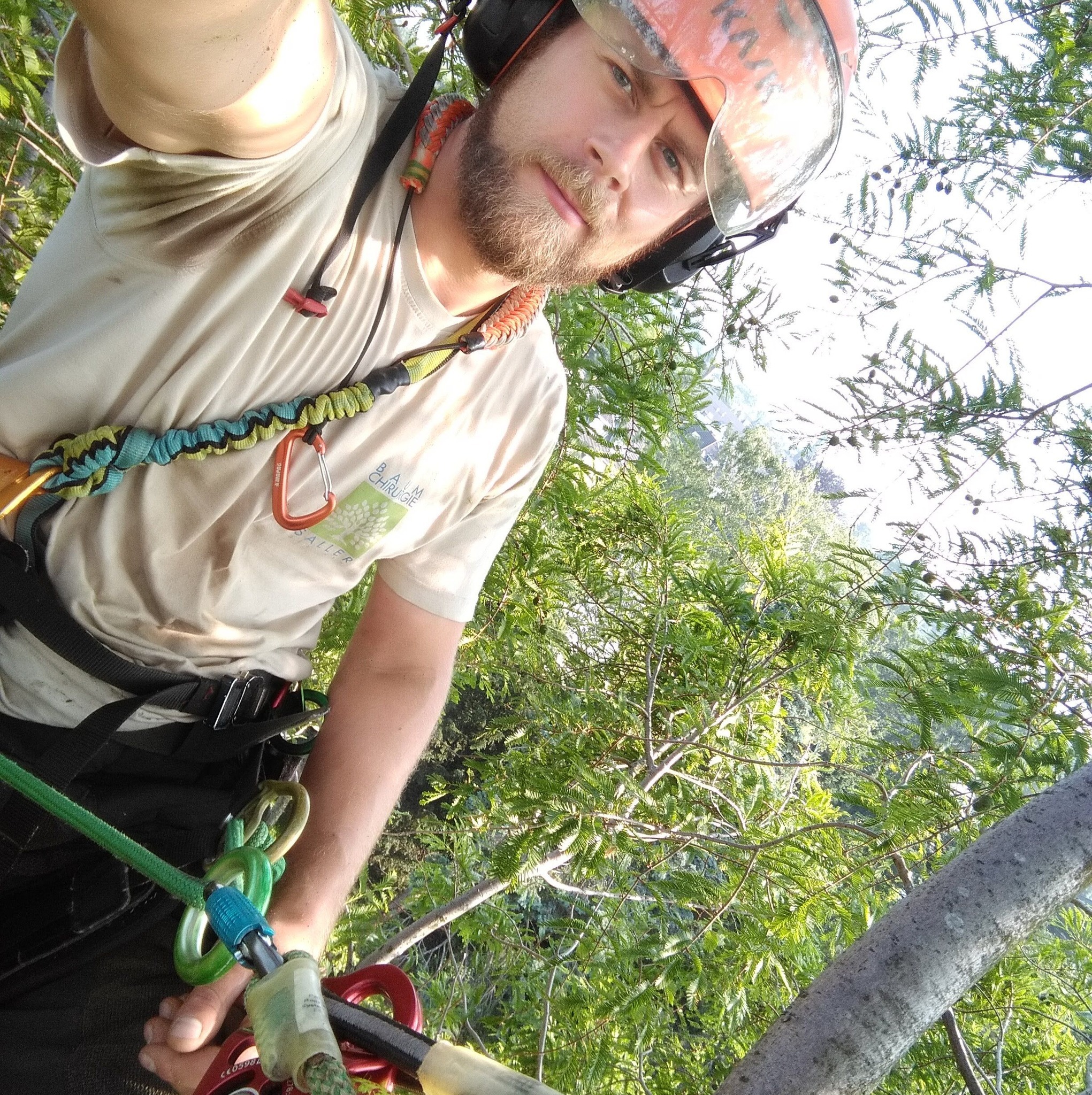 Ask an Arborist | Hello everyone. I have a large Illawarra Flame Tree ...