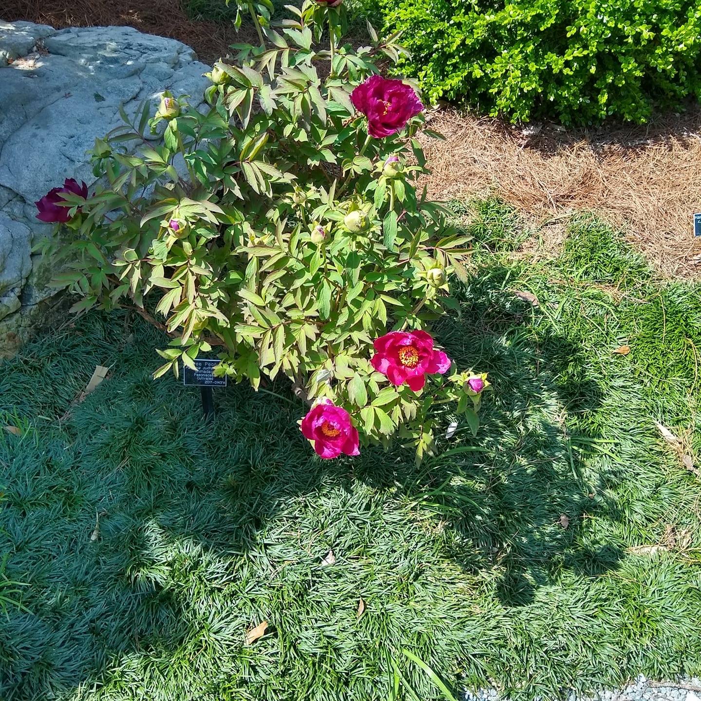 We added an addition to our woodshed… now we have a nice brick path to ...
