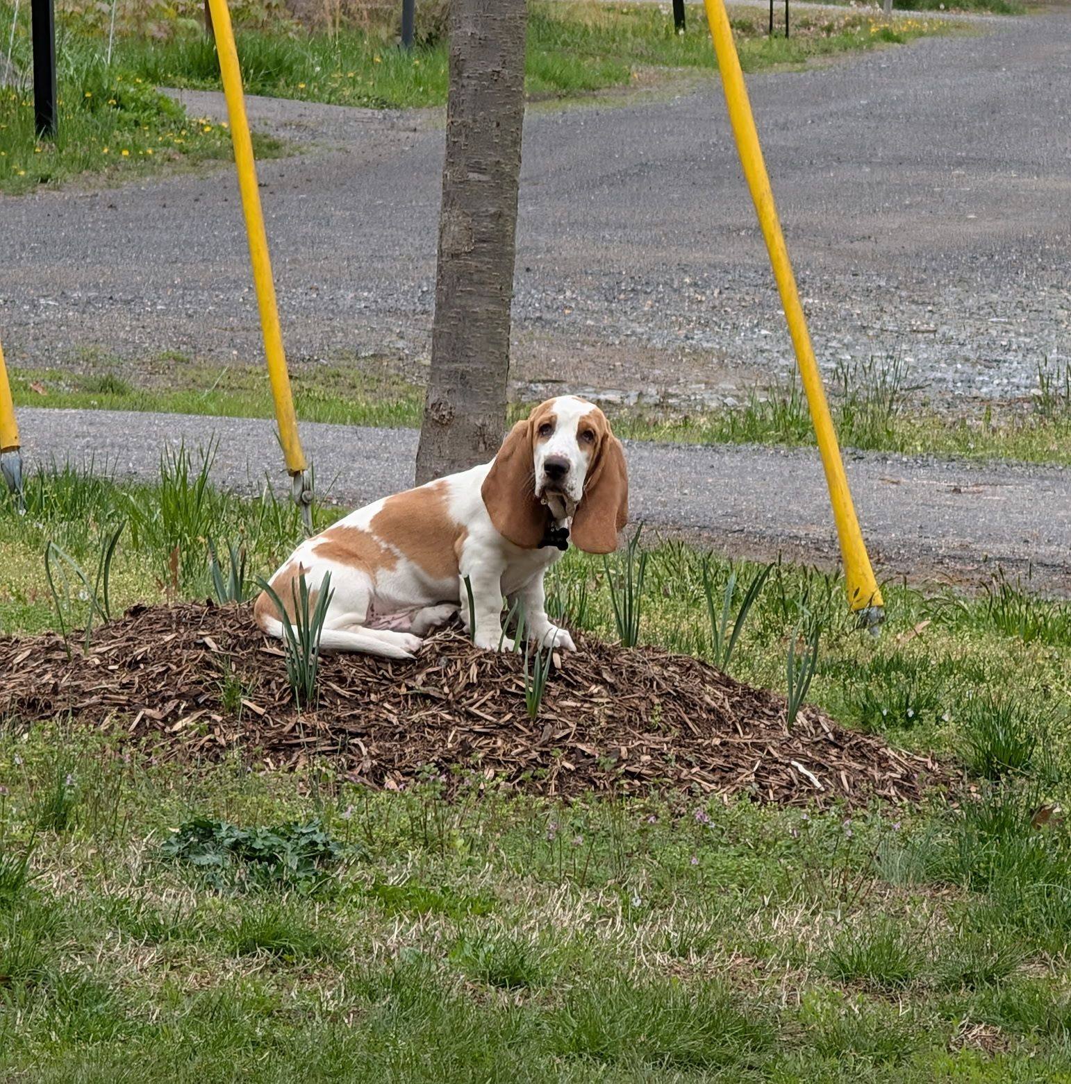 Colonial Beach Life | Hi. I am in need of multiple 24x24 holes dug for ...