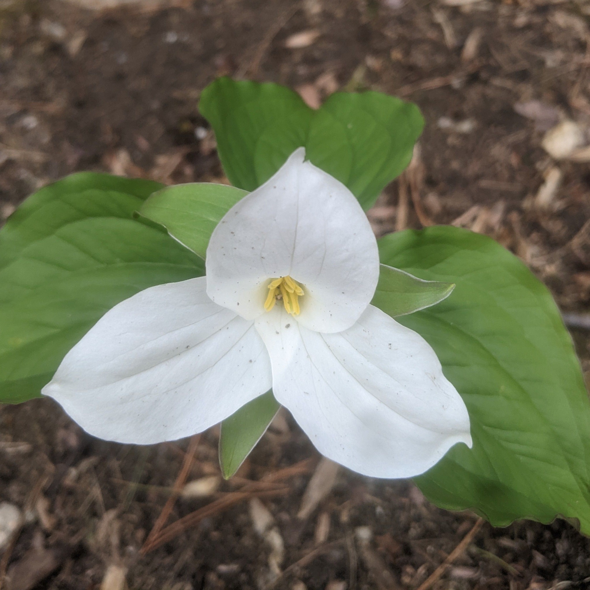 Addicted To Gardening | I read a while back that watering mixed with ...