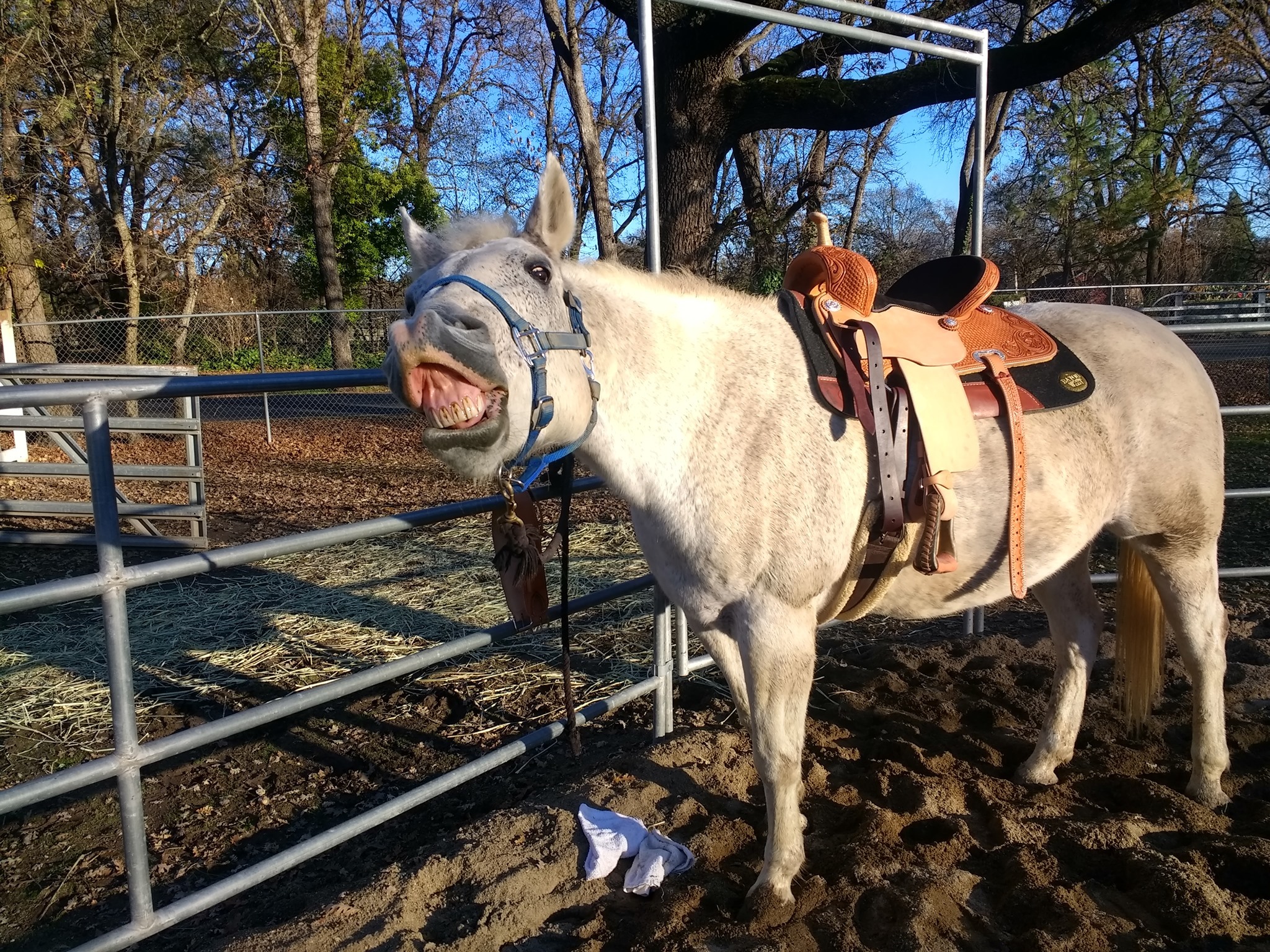 Twin Lakes Riding Club | Orangevale CA