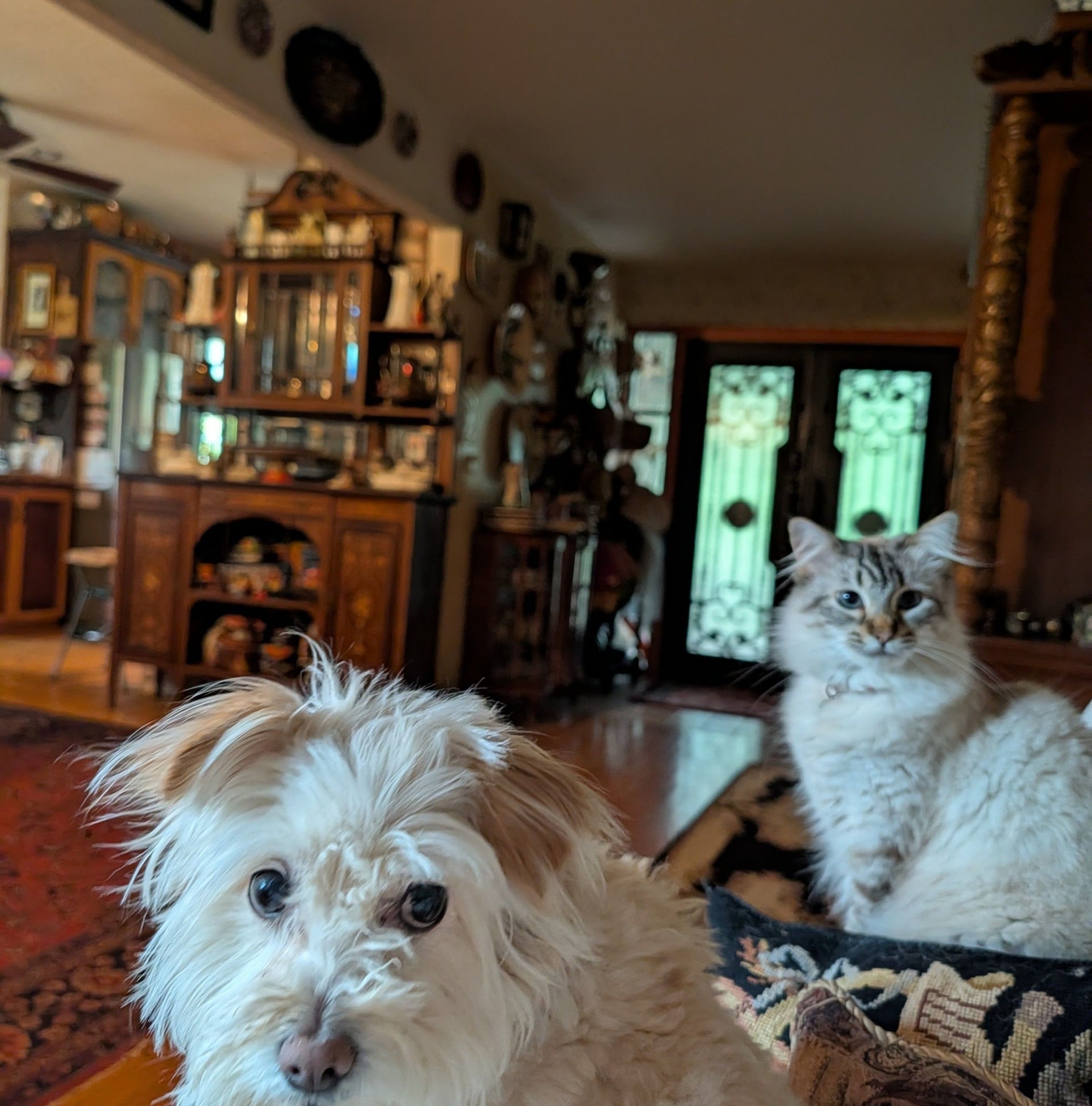 Susan Smith - Our sweet furbaby Joey crossed over the... | Facebook