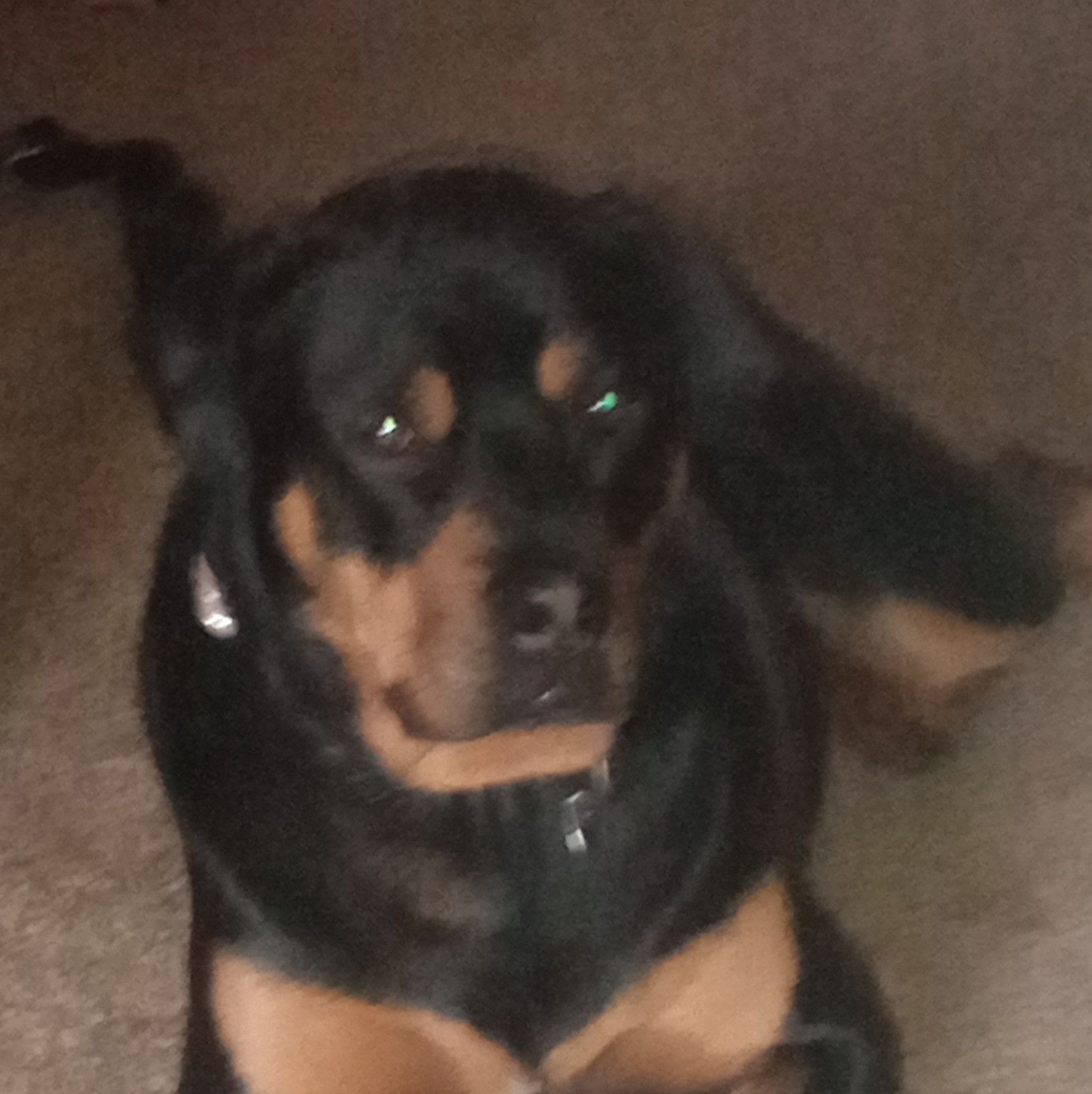 Rottweiler Parents | My Rottweiler (2y 3m) is very mouthy | Facebook