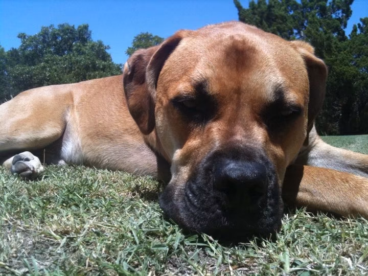 Lisa Goben - Jake is down for the count again. His... | Facebook