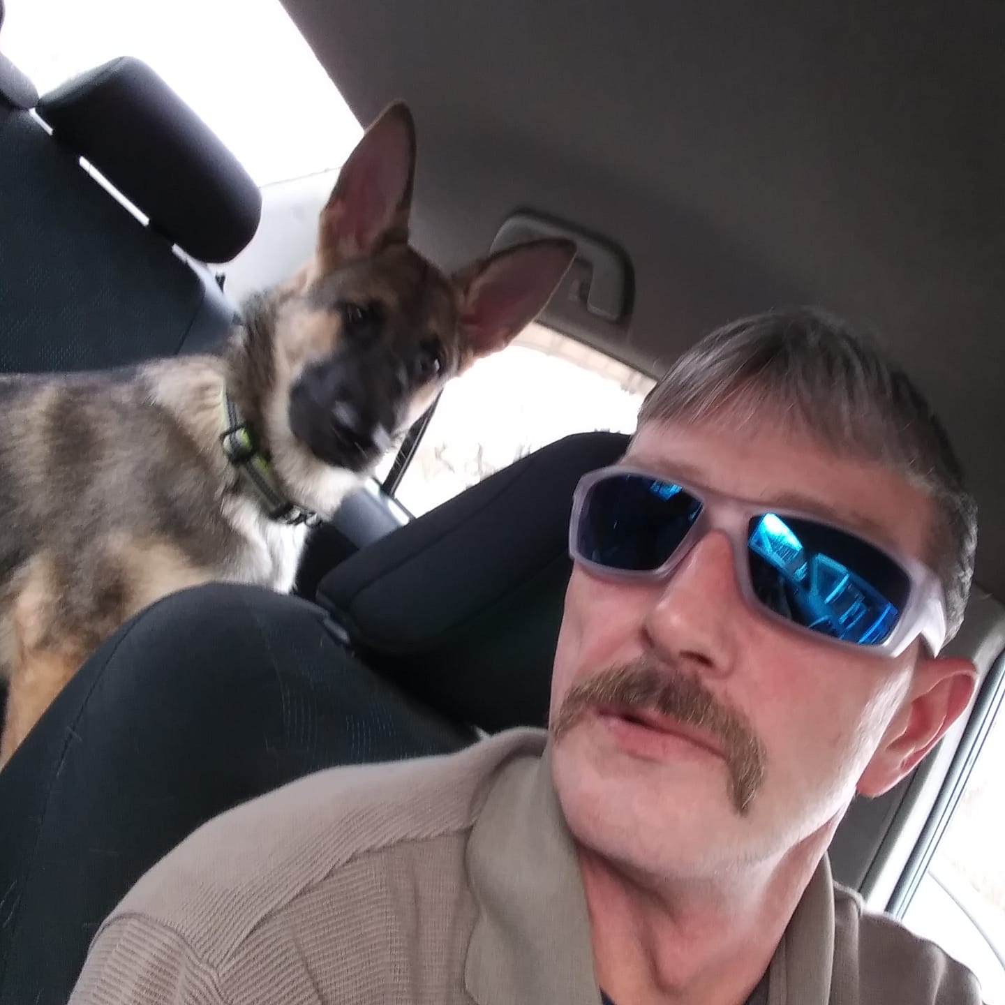 German Shepherd Community | Hi all! I just wanted to introduce myself ...