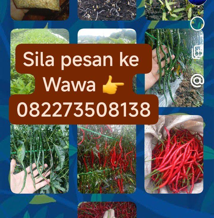 Makan ala kadarnya😀😍 Jangan klen salfok sama ikat ikat kpala itu ya ...