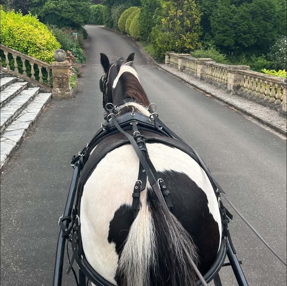 Beginning Carriage Driving | Does anyone have any recommendations on ...