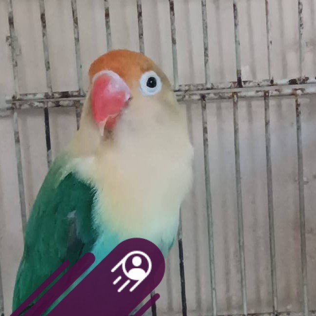 apakah aman menjodohkan pf vs pf?? #matamerah #lovebird #lbf #videoreel ...