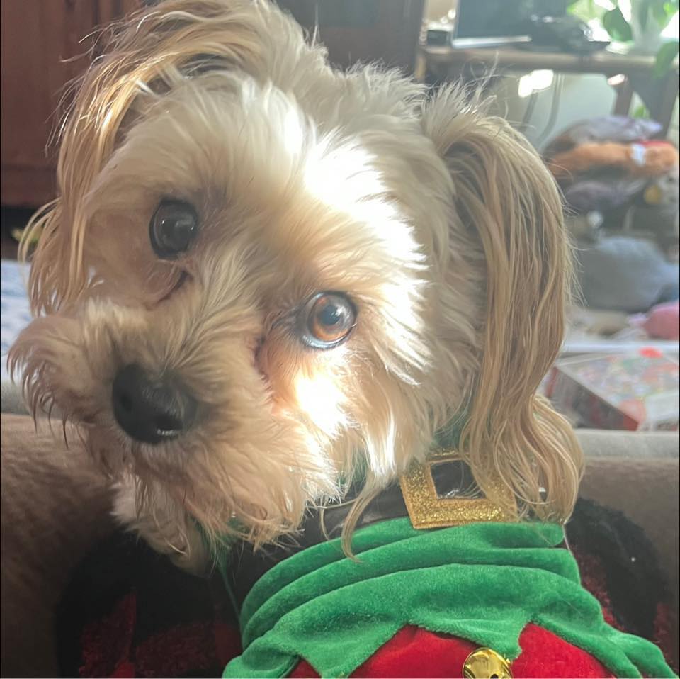 Question: Do cavapoos have a stare like no other dog 🤔 | Facebook