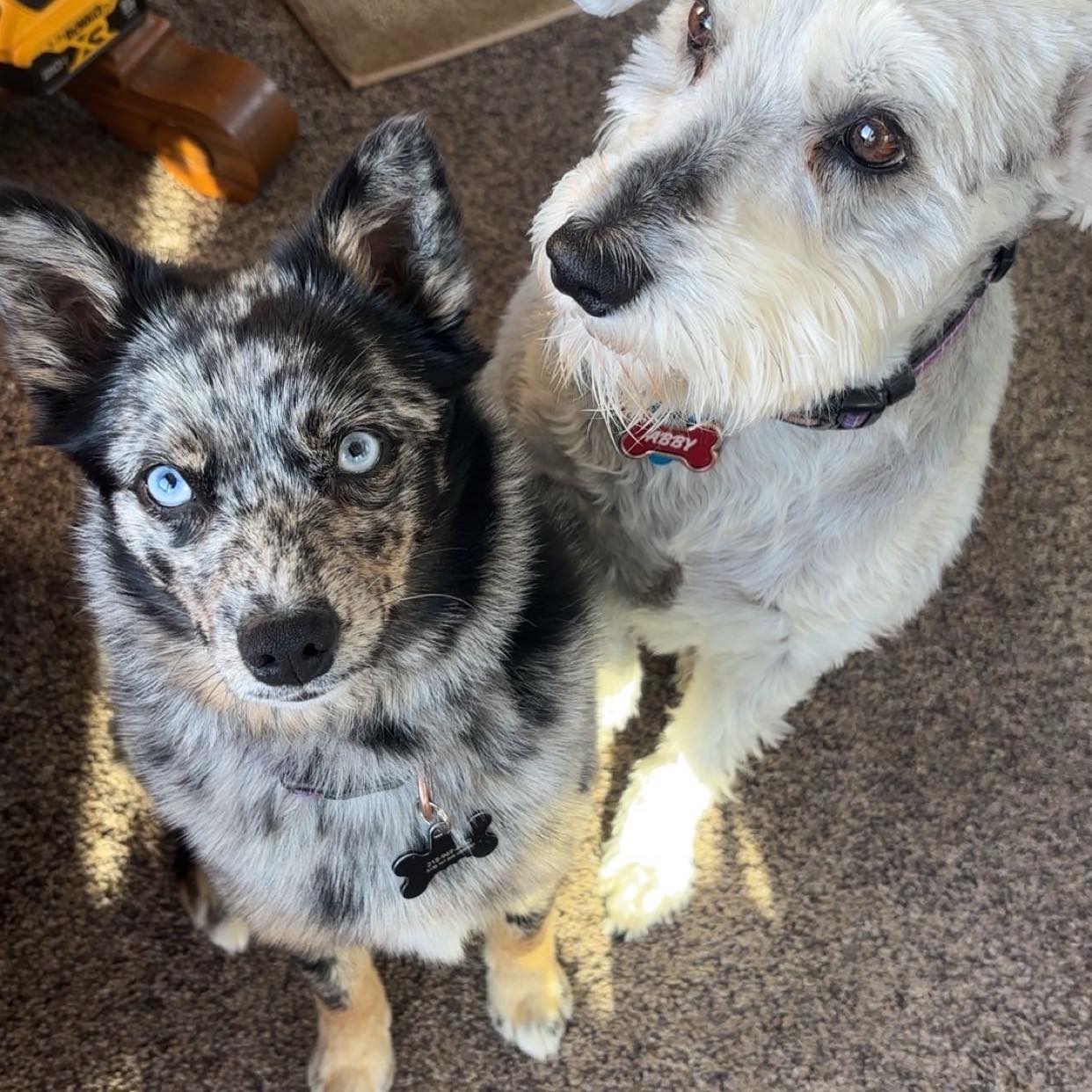 Alerting the citizens of the Iron Range | Found this dog over at 4915 ...