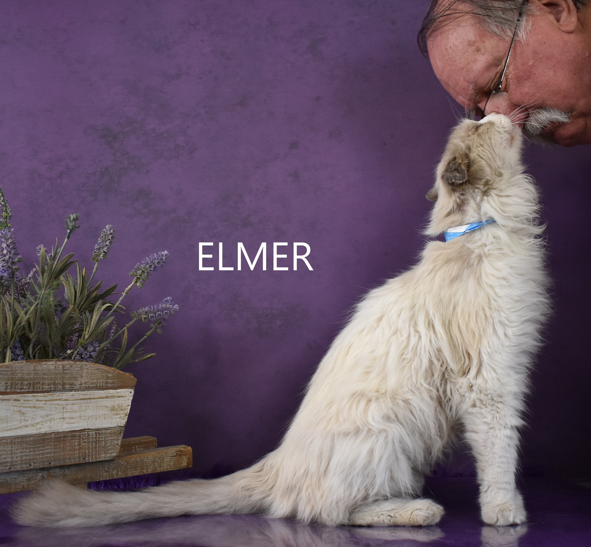 Humane - Elmer, #113043, M, about 10 YO. The sweetest cat of the day ...
