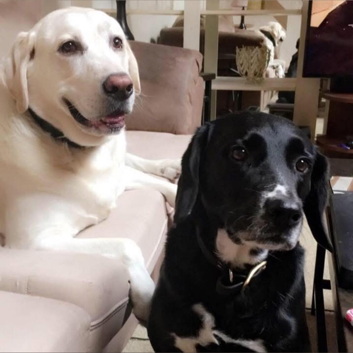 Nassau County NY - Lost & Found Pets | My friend’s dog Harvey went ...