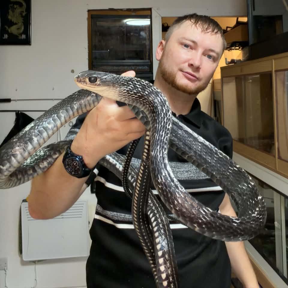 Chris Hogg - 0.1 King rat snake (Elaphe Carinata) Old... | Facebook