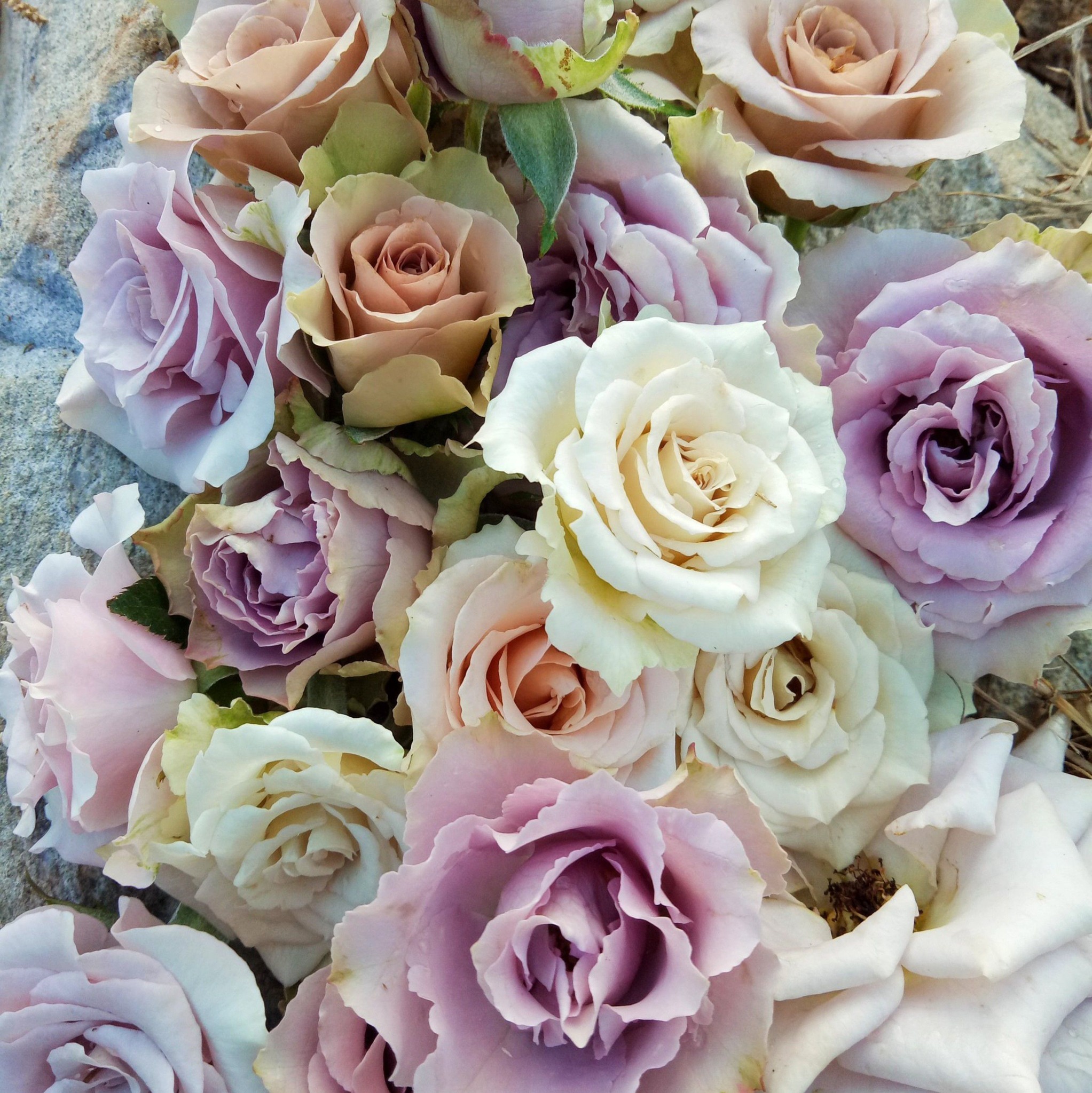 Shikin Rose Garden