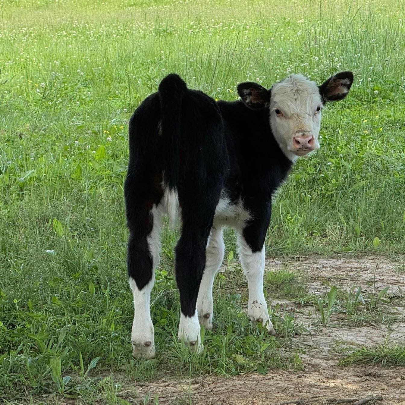 Hawks Bluff Farm