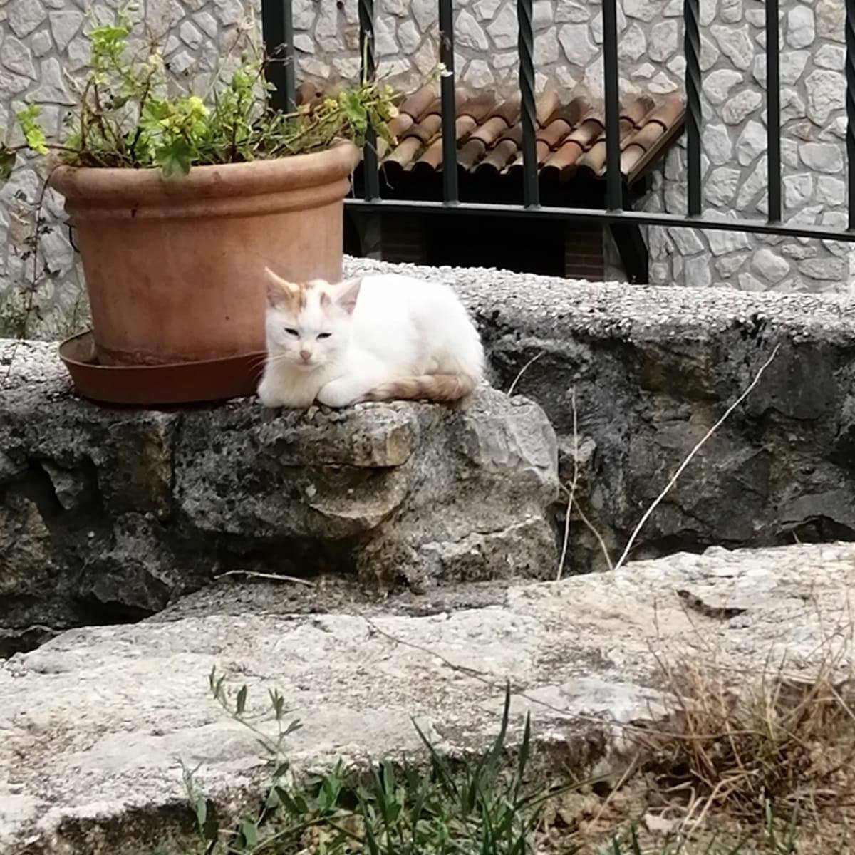 Il taglio degli alberi a Roma? Una fake news inventata dalla propaganda ...