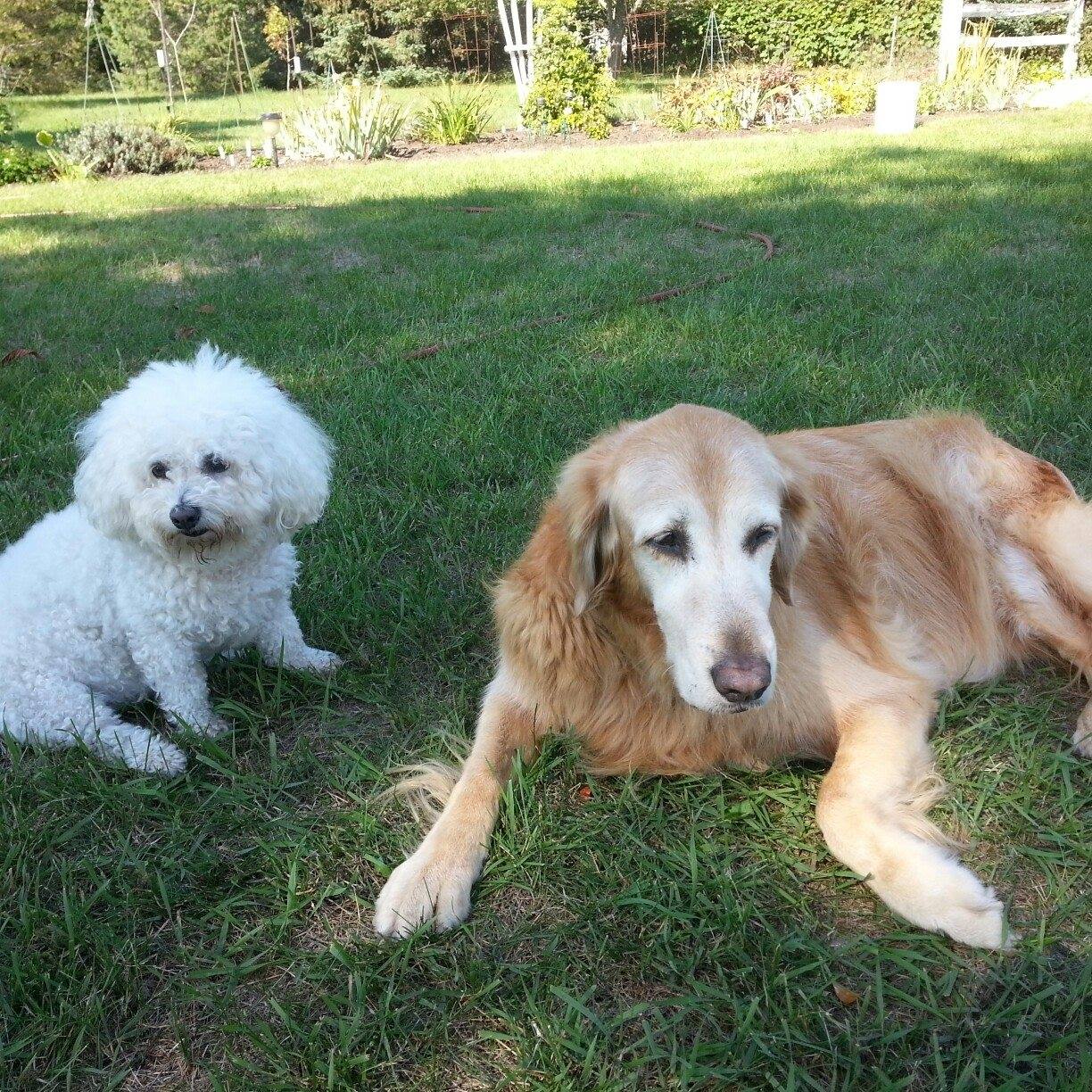 Bichon frise puppies lovers for adoption and rescue | Facebook