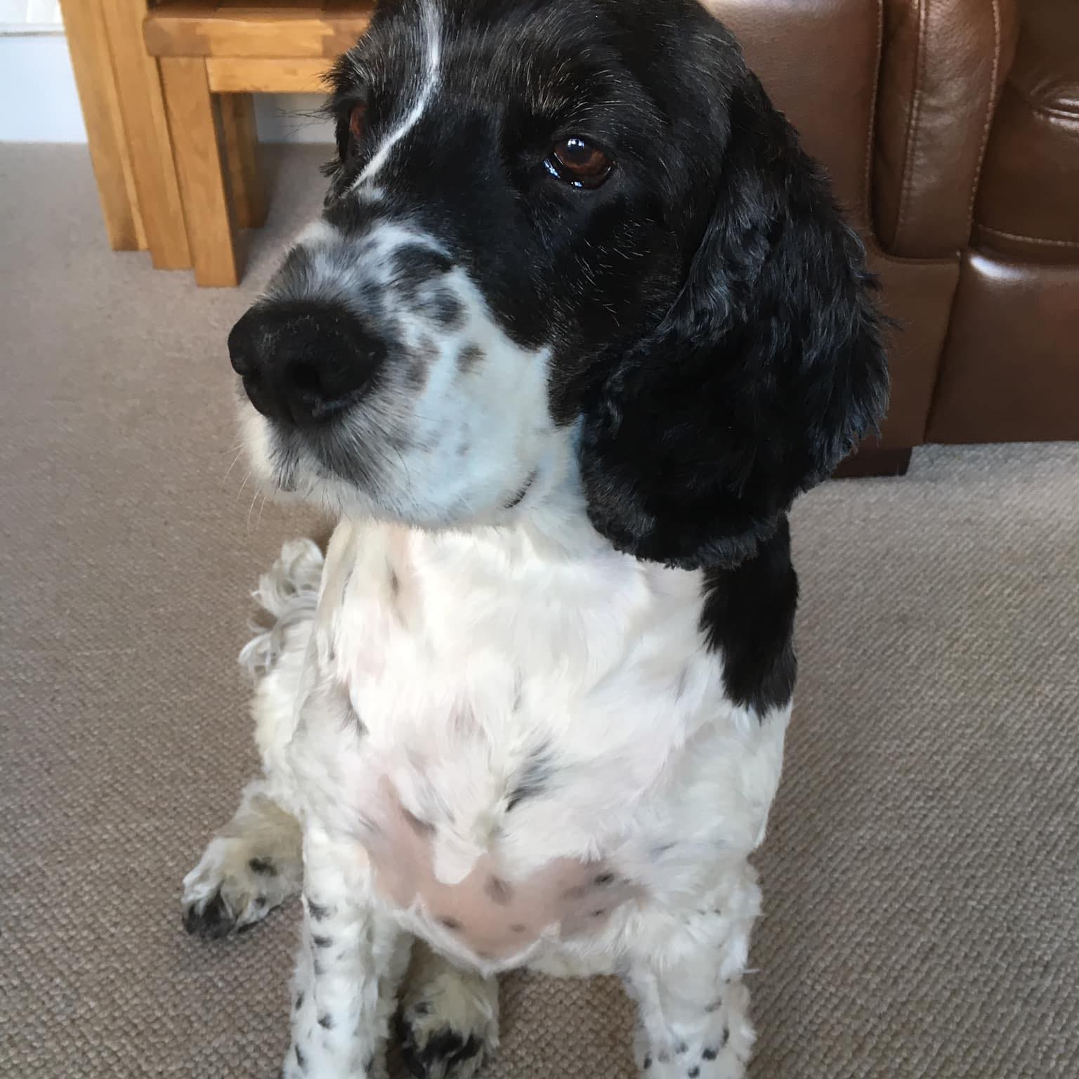 Who would you trust LEAST to look after your dog? 😂 We put the question ...