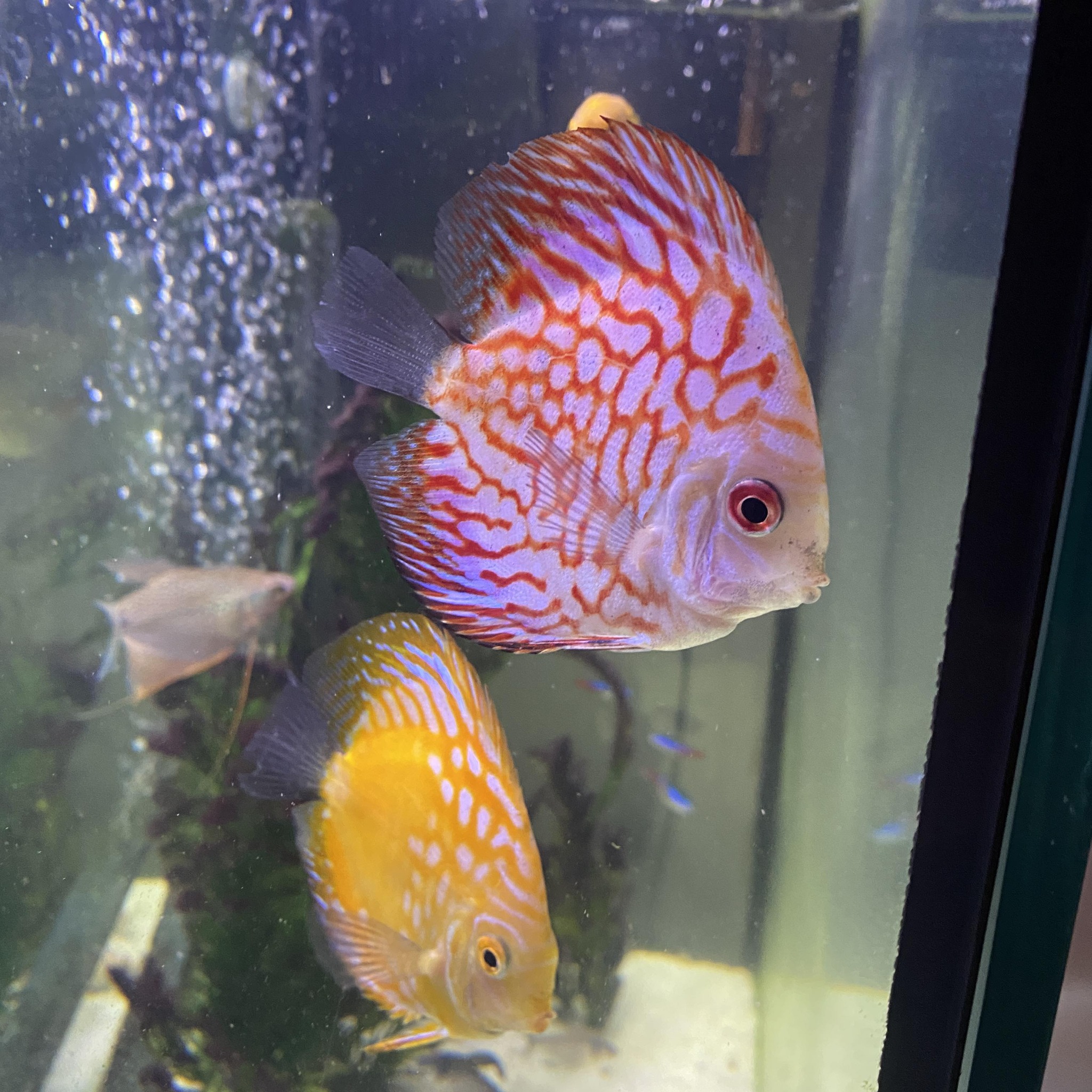 Angelfishkeepers | My two angels lay eggs and appear to fertilize them ...