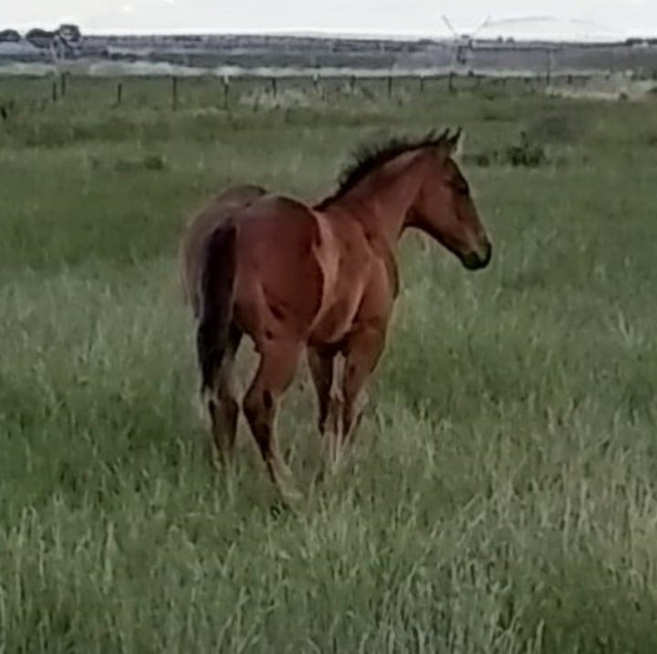 Mini Horse and Pony Networking | New to owning a mini | Facebook
