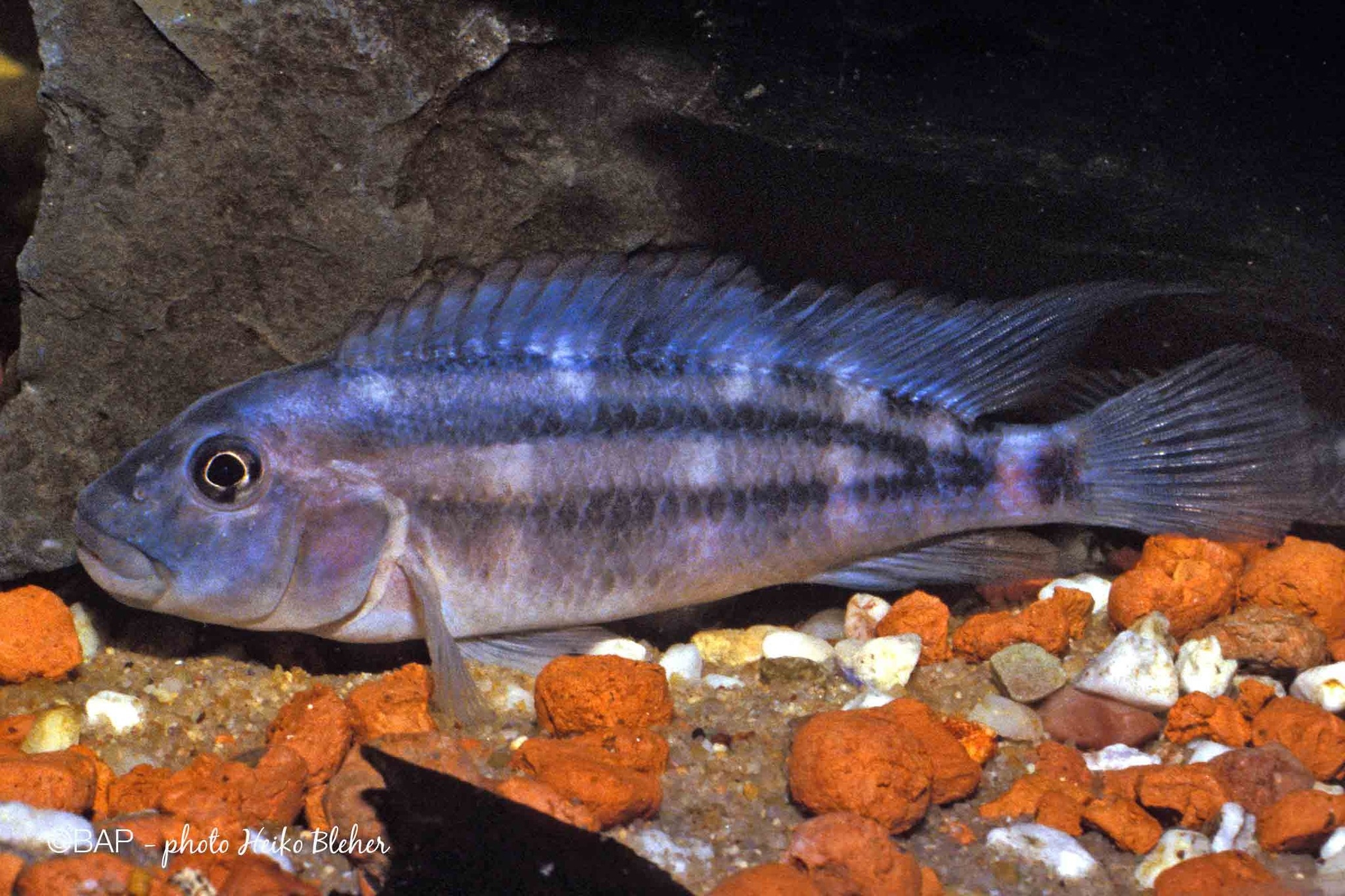 Gary’s Fish Rooms